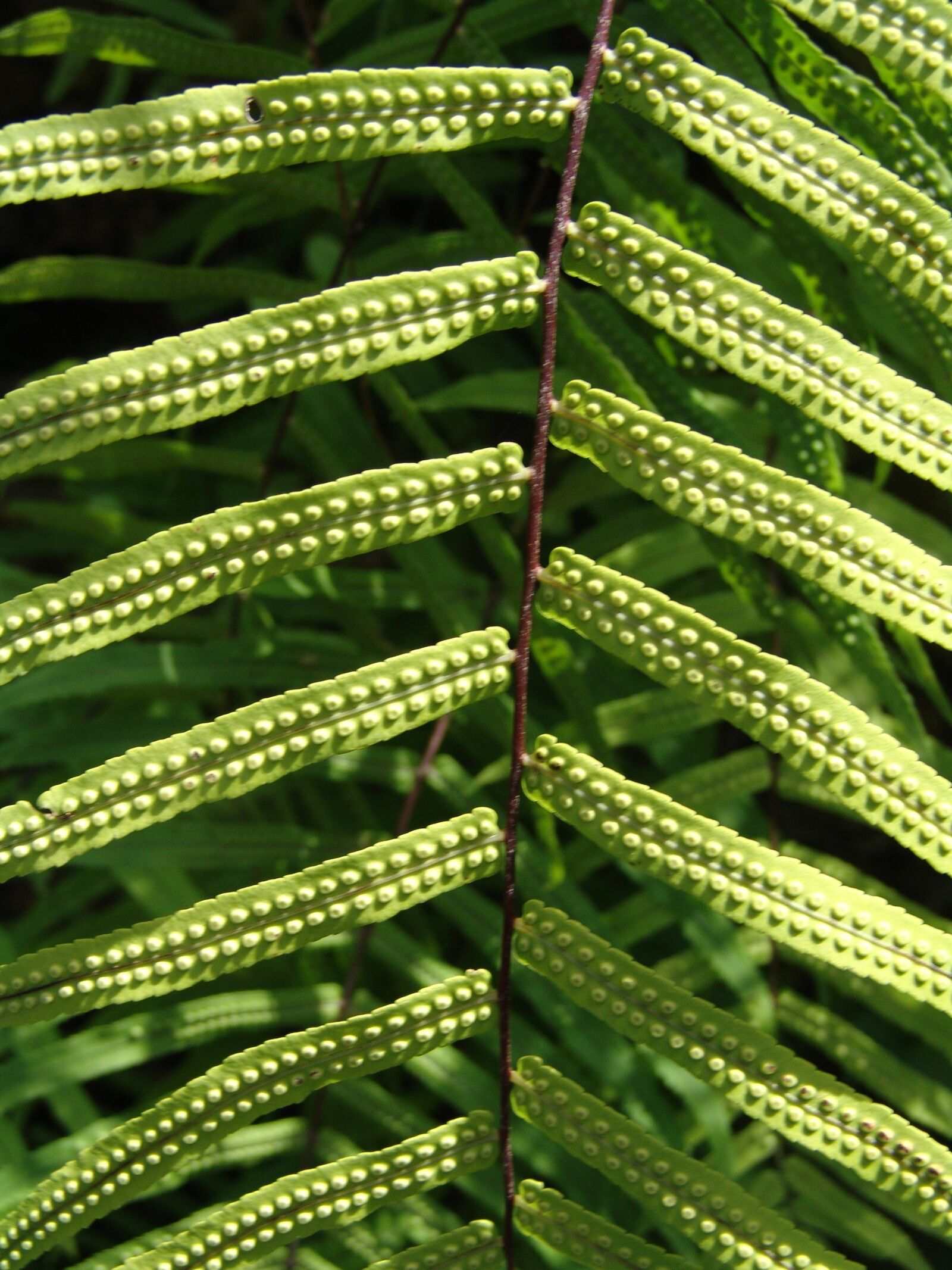 Sony DSC-F828 sample photo. Plant, fern, leaves photography