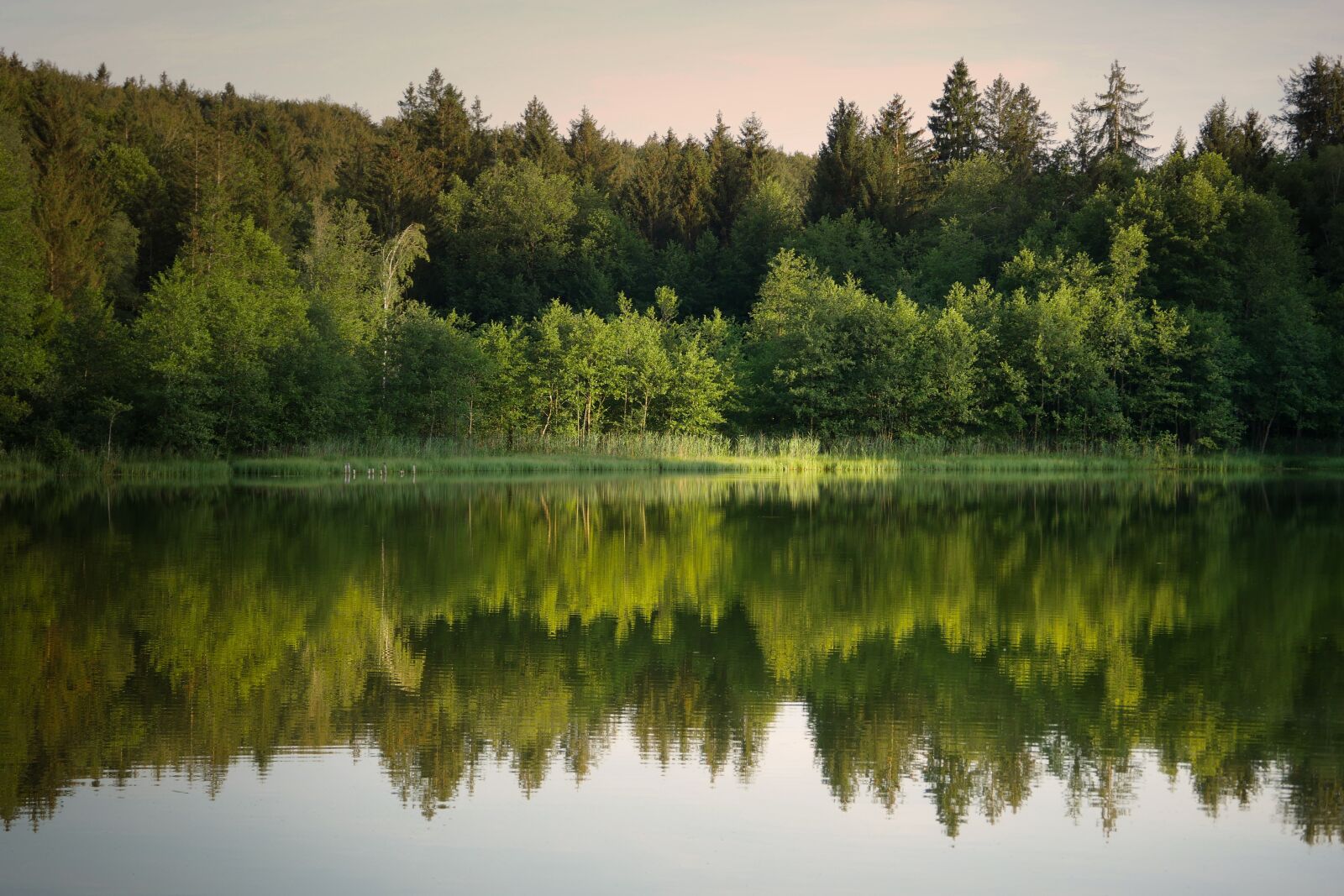 Panasonic Lumix DMC-GX8 sample photo. Forest, lake, mirroring photography