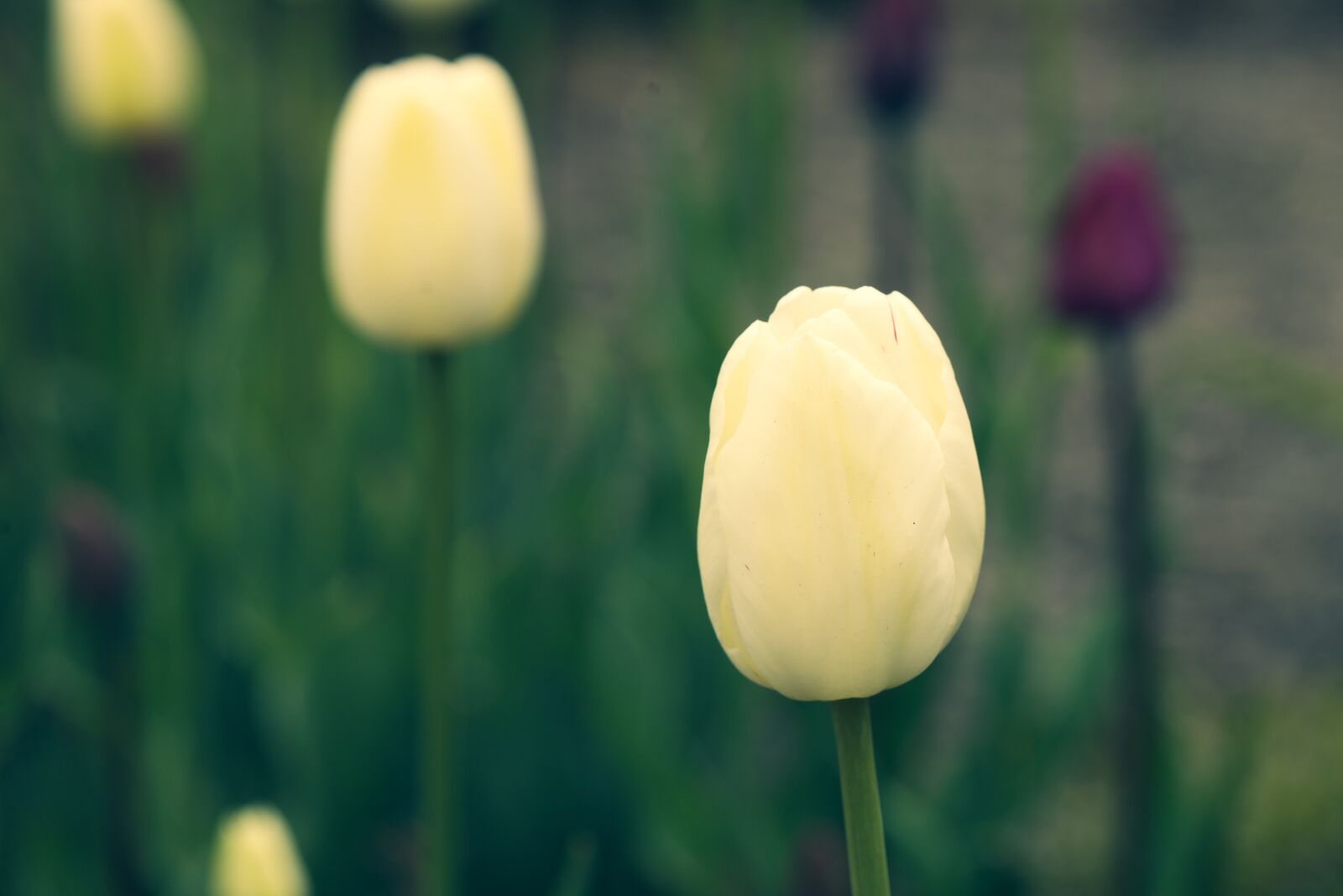 Canon EOS R sample photo. Flora, blossom, tulips photography