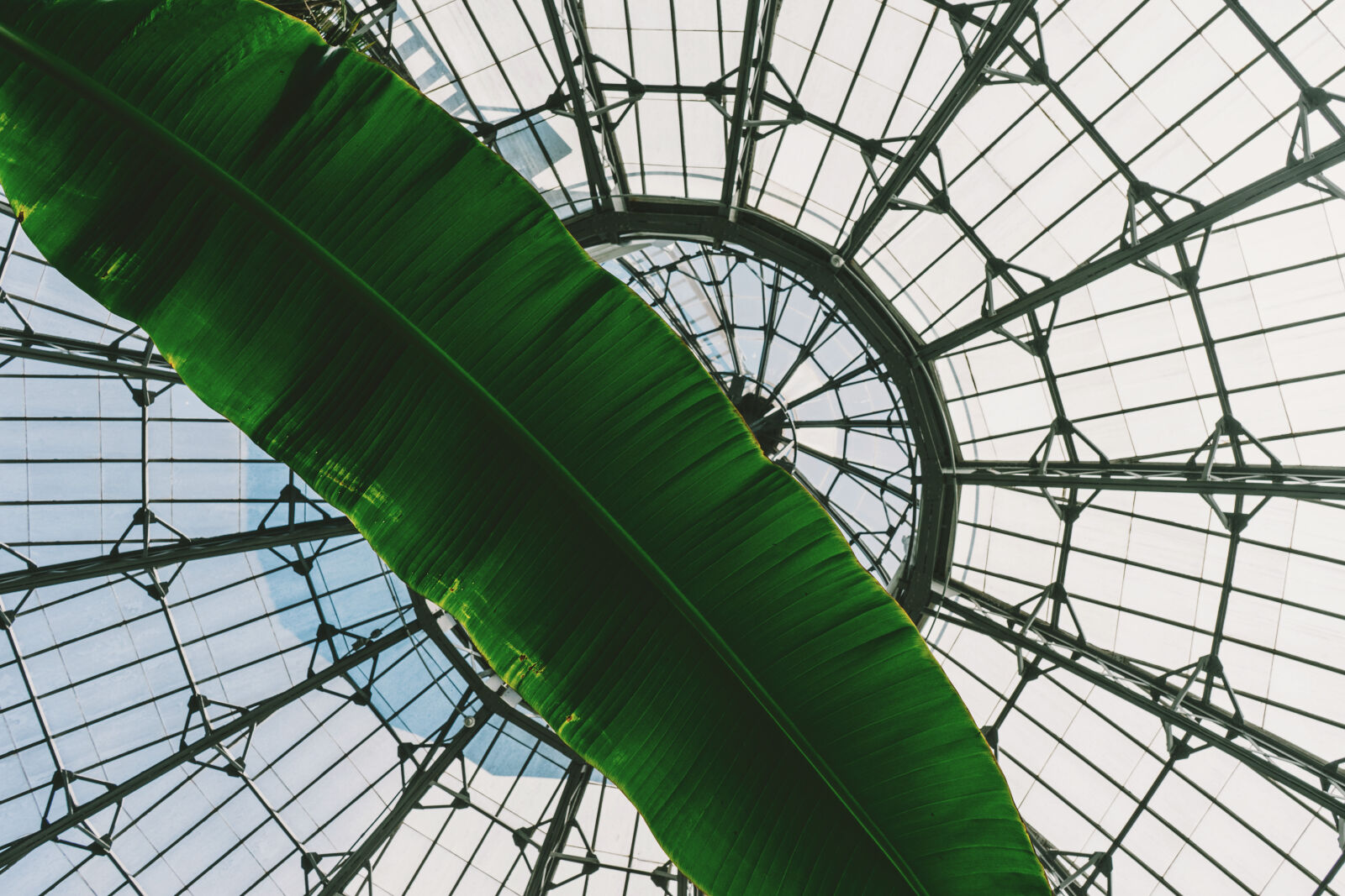 Sony a7 II + Sony FE 28-70mm F3.5-5.6 OSS sample photo. Architecture, banana, leaf, building photography