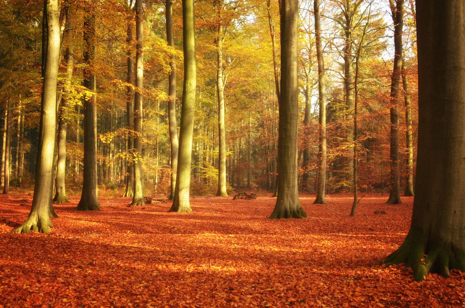 Nikon D5100 sample photo. Autumn, wood, leaf photography