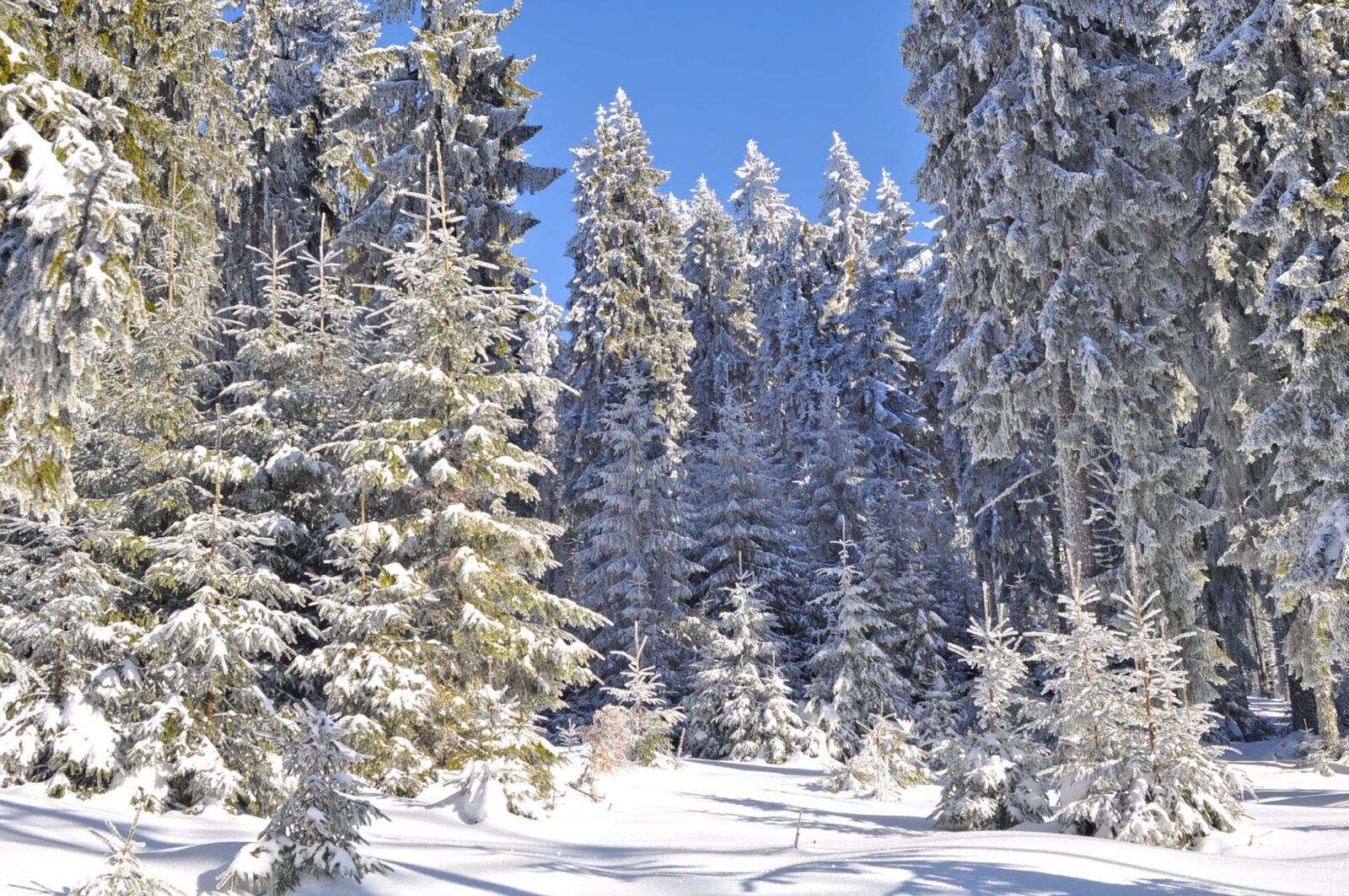 Nikon D90 sample photo. Snow, wood, winter photography