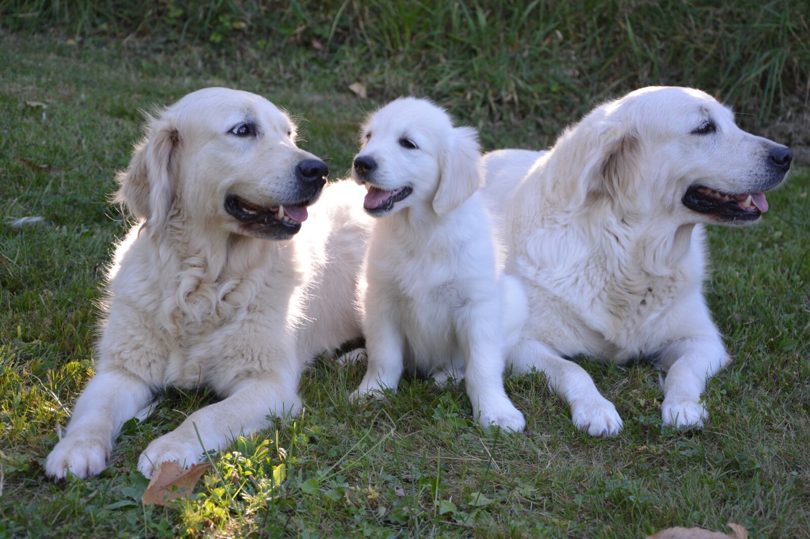 Nikon D5200 sample photo. Dogs, pup, females photography
