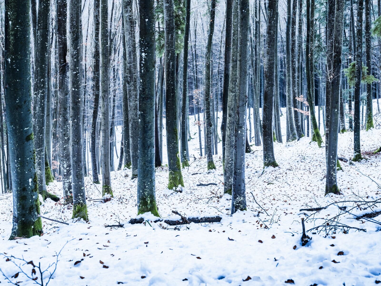 Fujifilm GFX 50S sample photo. Landscape, forest, nature photography