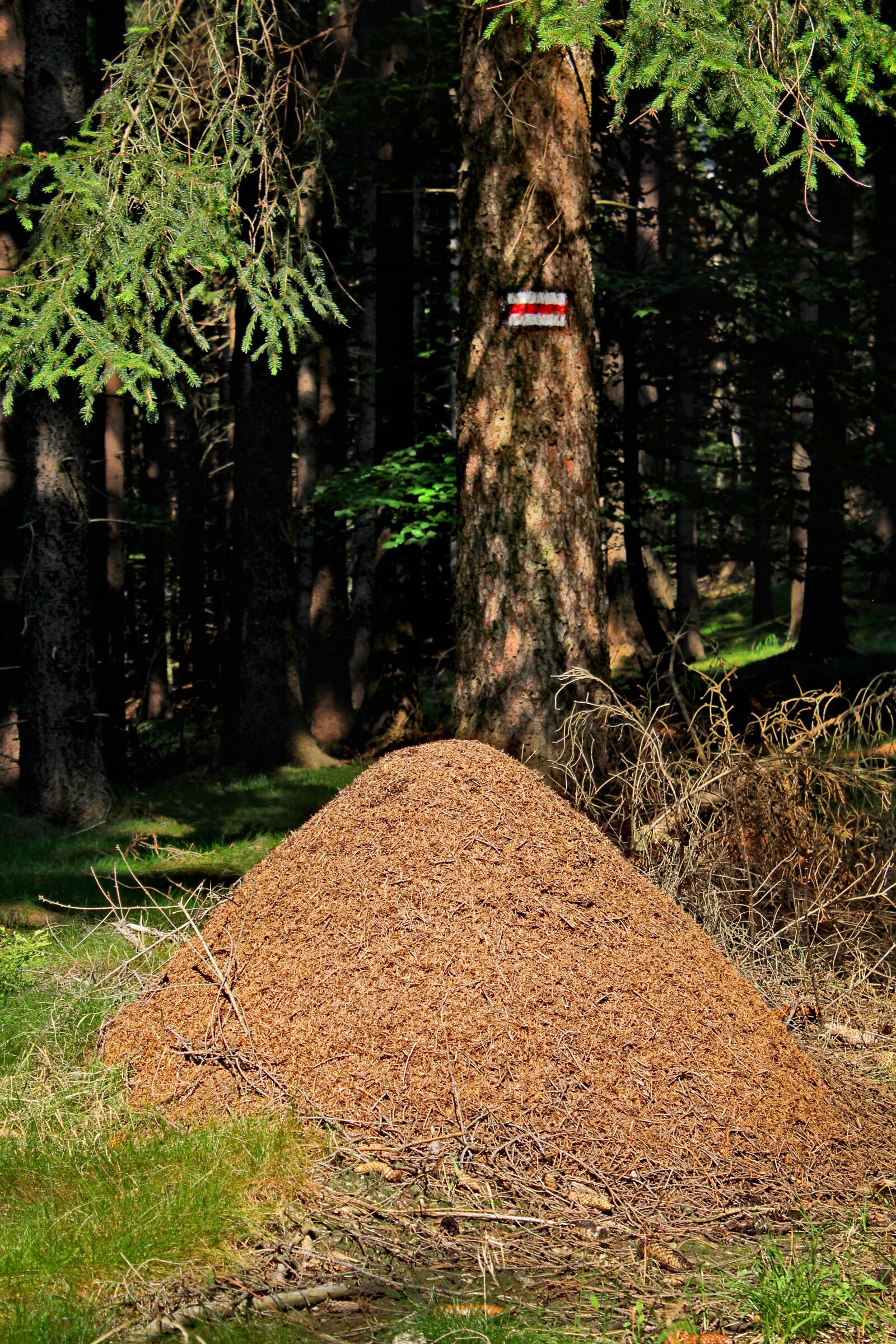 Canon EOS 1200D (EOS Rebel T5 / EOS Kiss X70 / EOS Hi) sample photo. Anthill, forest, nature photography