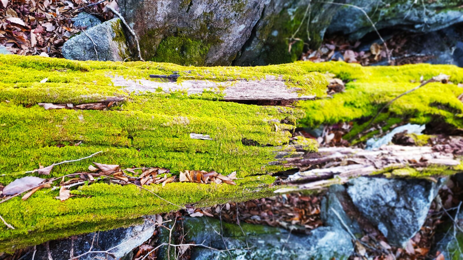 Samsung Galaxy S9 sample photo. Wood, and thu, after photography