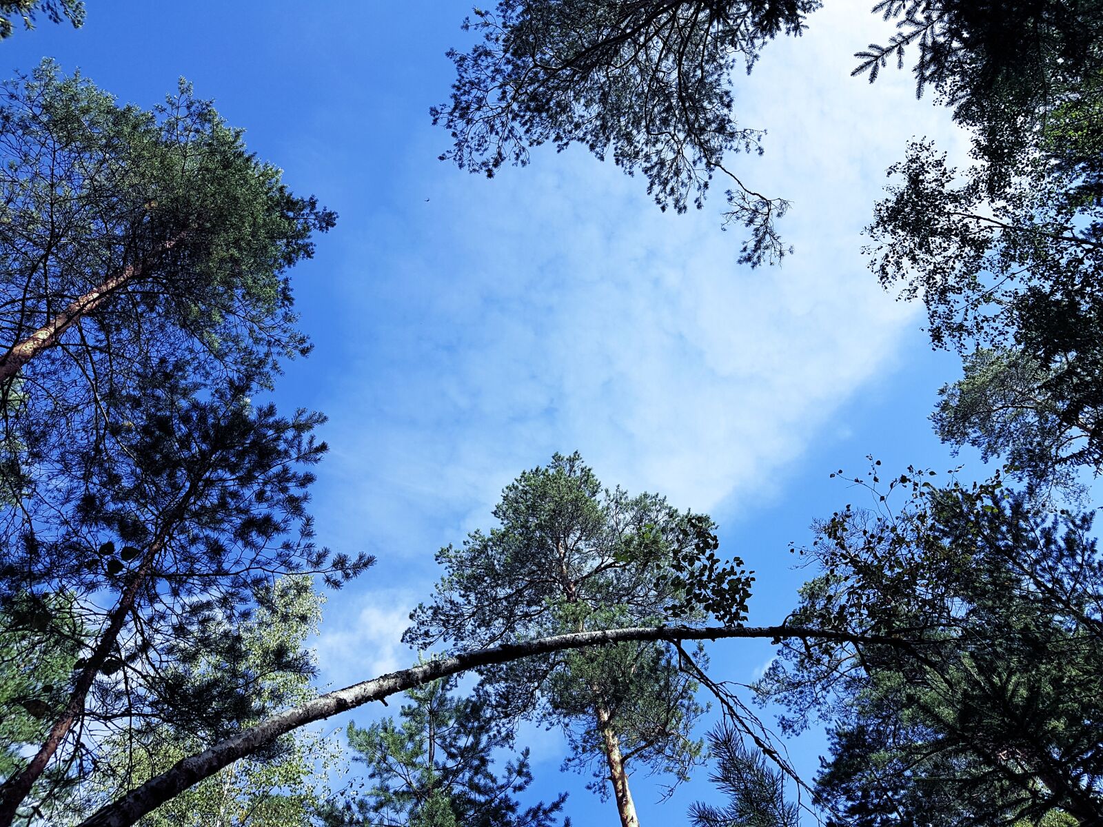 Samsung SM-G930F sample photo. Forest, pine, sky photography
