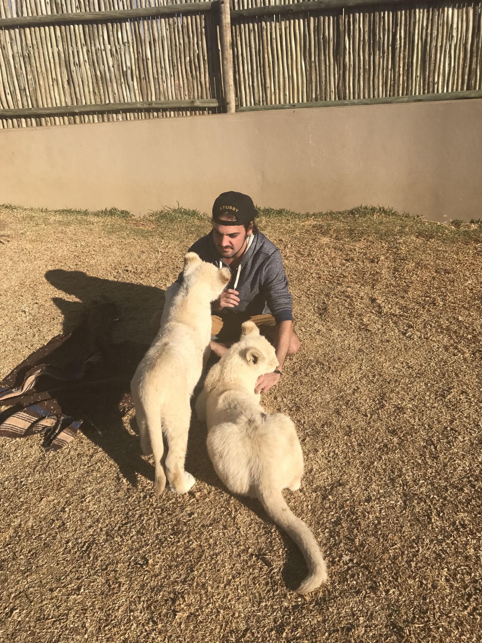 iPhone 7 Plus back dual camera 3.99mm f/1.8 sample photo. White, lions, south africa photography