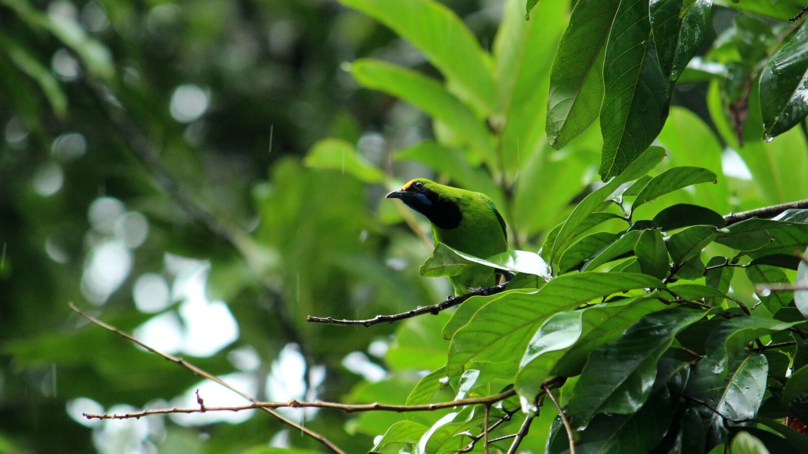 Canon EOS 1300D (EOS Rebel T6 / EOS Kiss X80) sample photo. Bird, leafbird, leaf photography