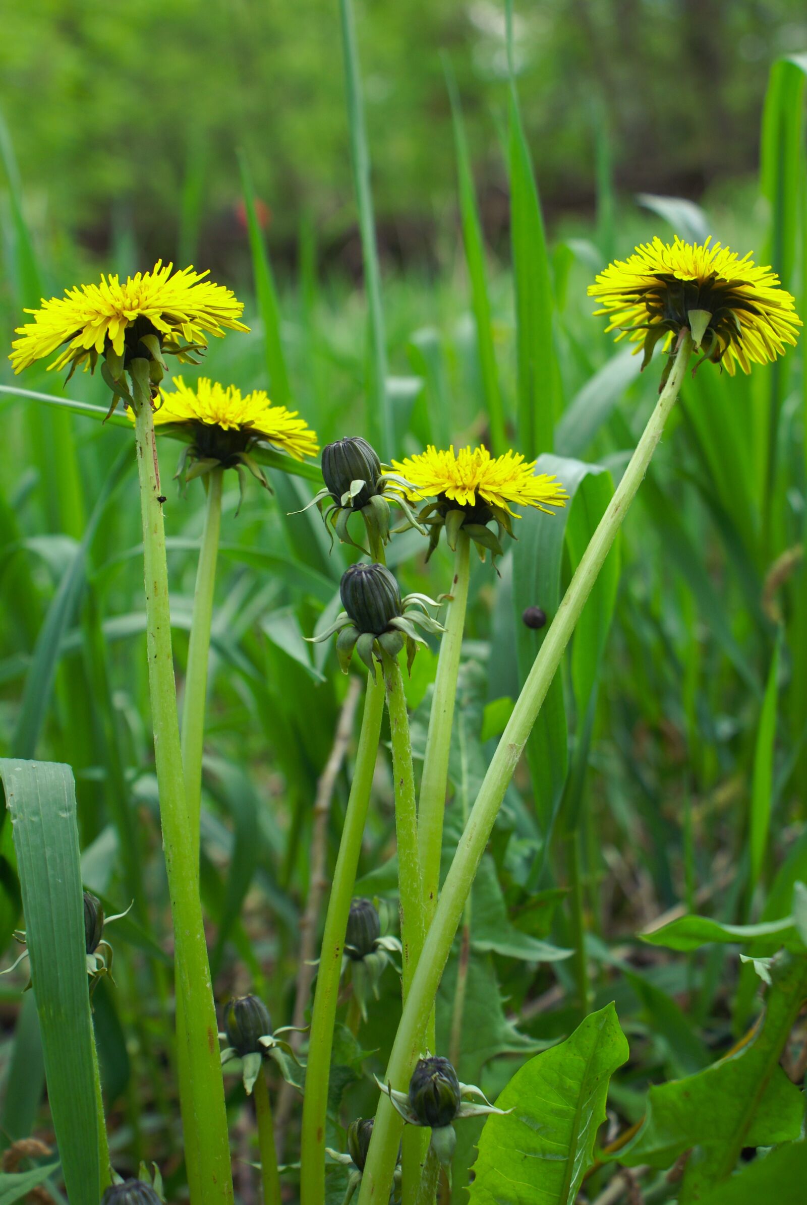 Sony Alpha DSLR-A100 sample photo. Flowers, dandelions, mother and photography