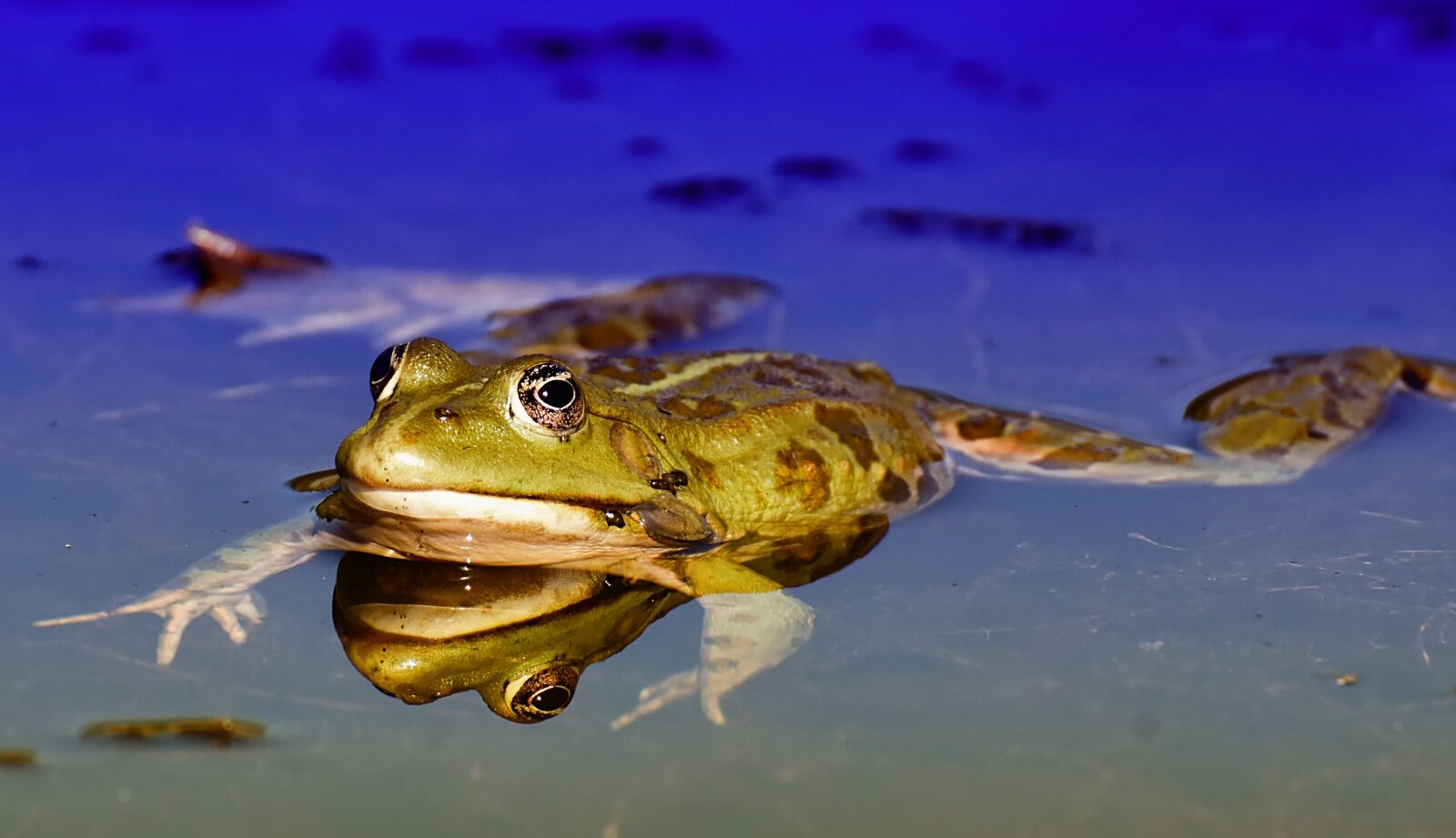Nikon D7200 sample photo. Frog, pond, animal photography