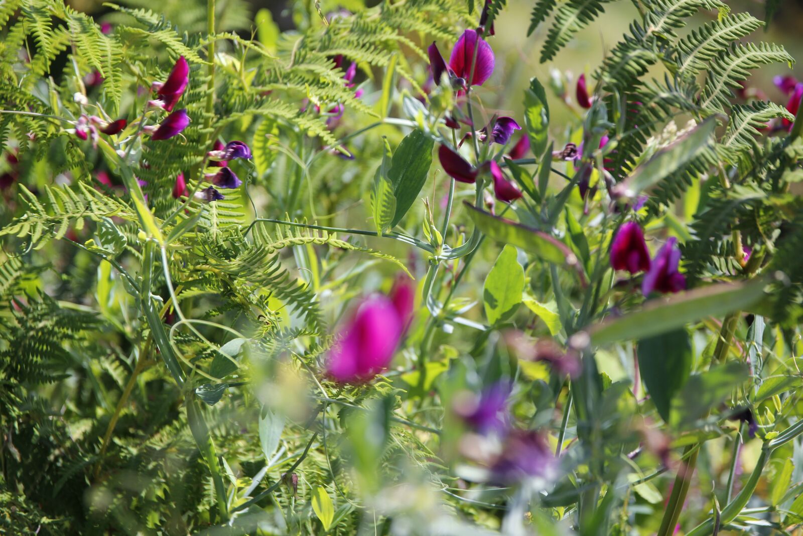 Canon EOS 600D (Rebel EOS T3i / EOS Kiss X5) sample photo. Flower, vetch, pink photography
