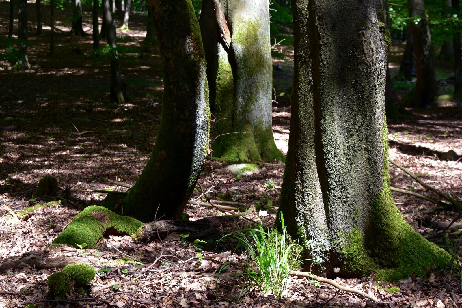 Nikon D3400 sample photo. Forest, tree, moss photography