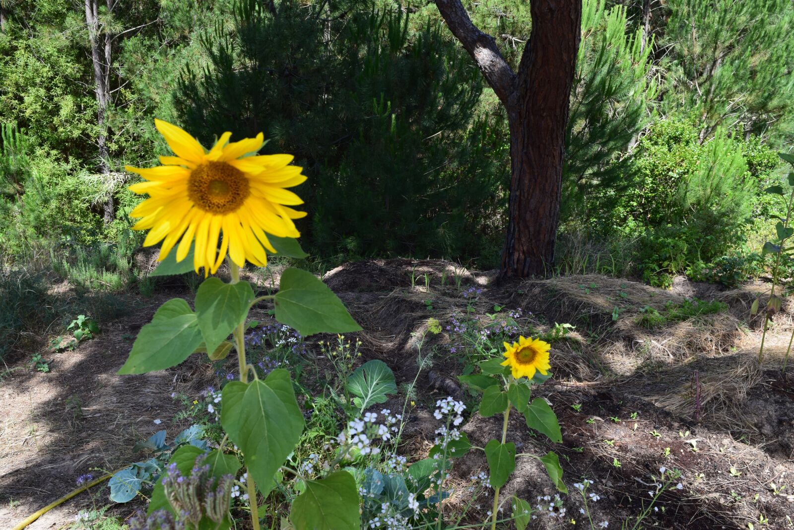 Nikon D3300 sample photo. Sunflower, garden, bloom photography