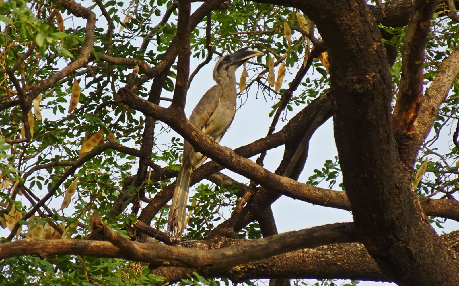 Sony DSC-WX800 sample photo. Bird, hornbill, indian photography