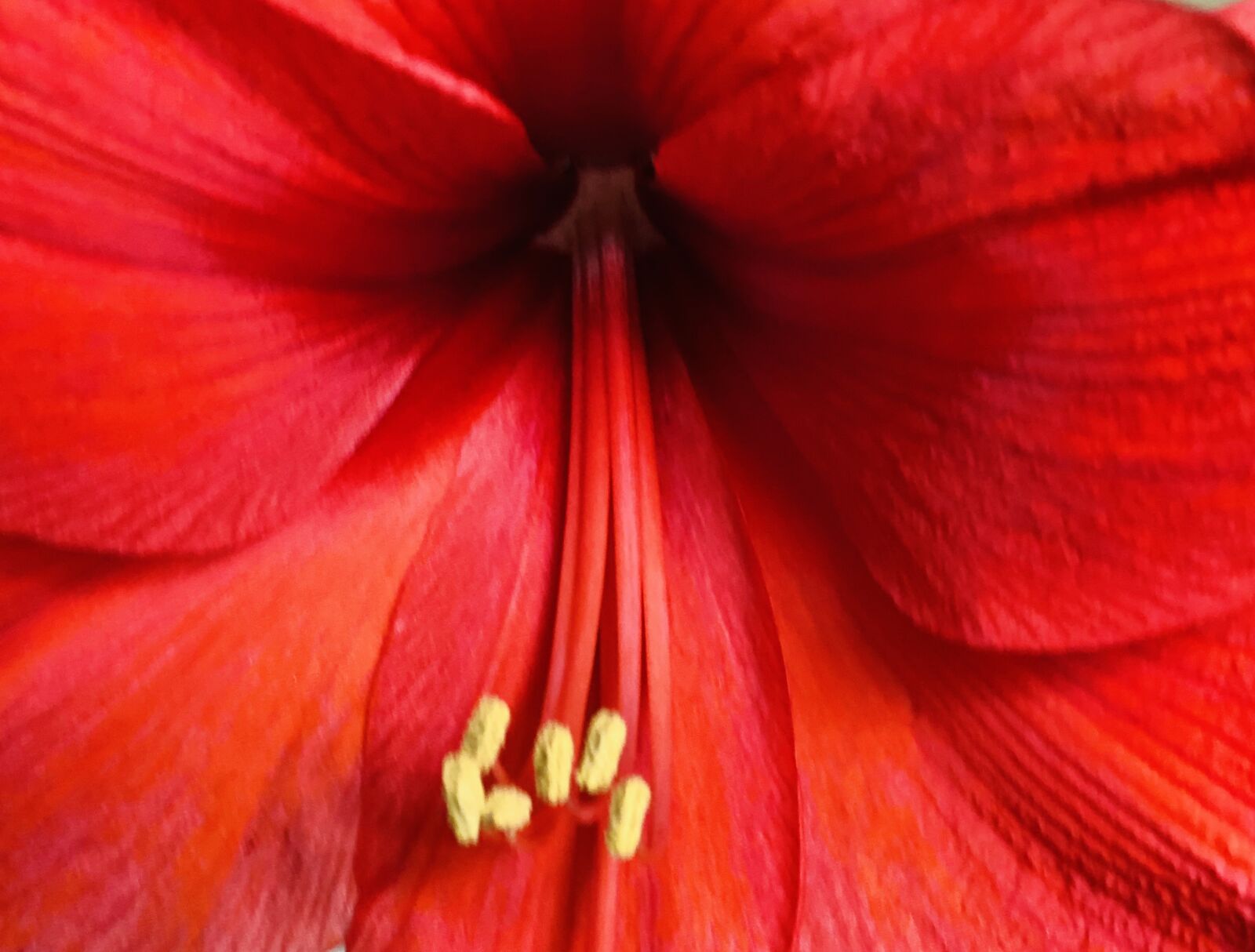 Apple iPhone 11 Pro Max + iPhone 11 Pro Max back dual camera 6mm f/2 sample photo. Amaryllis, red, flower photography