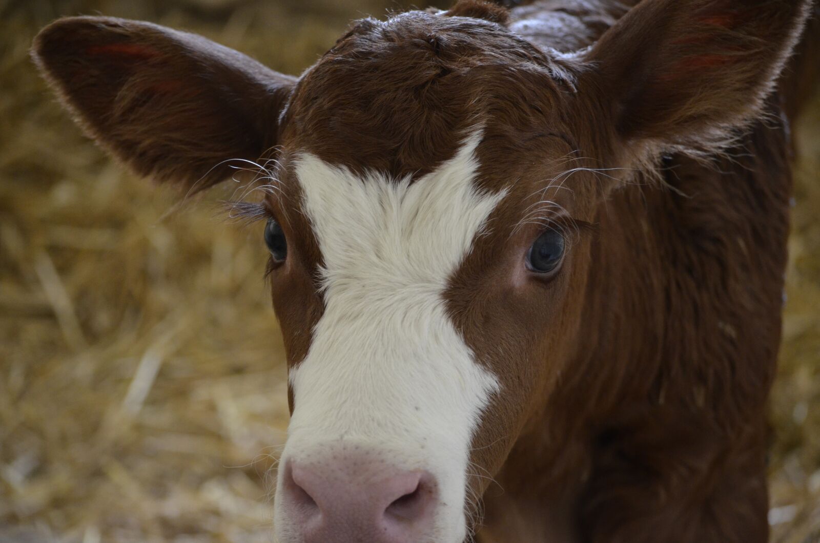 Nikon D5100 sample photo. Farm, sweet, cute photography