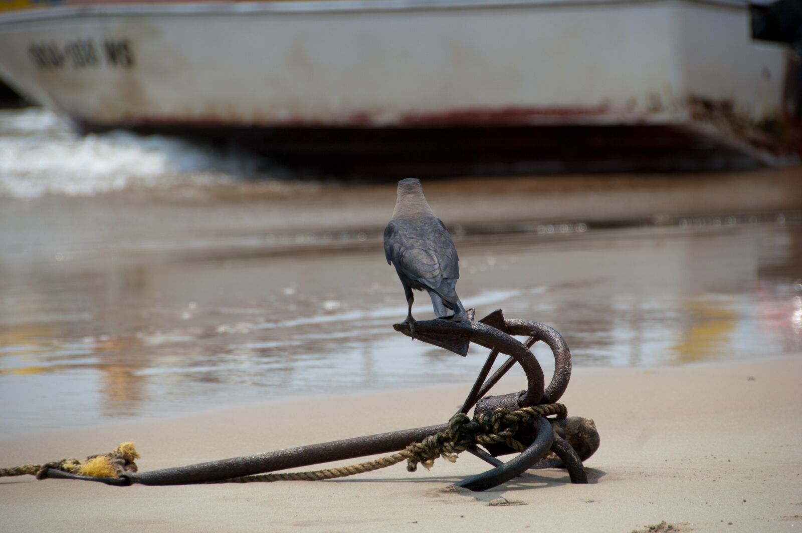 Nikon D50 sample photo. Anchor, bird, ship photography