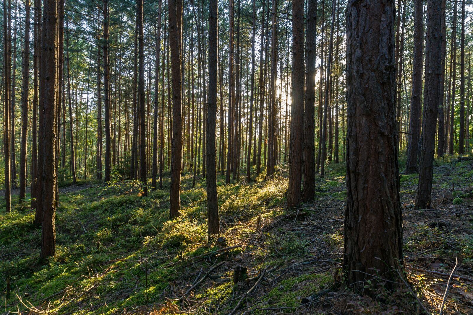 Sony a6000 sample photo. Forest, thuringia germany, backlighting photography