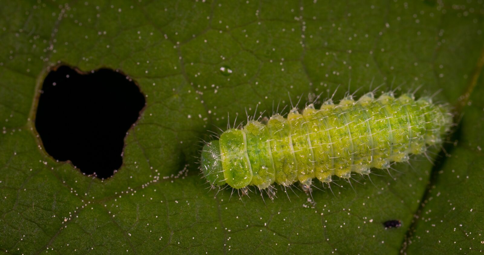 Sony a7R II sample photo. Macro, insect, caterpillar photography