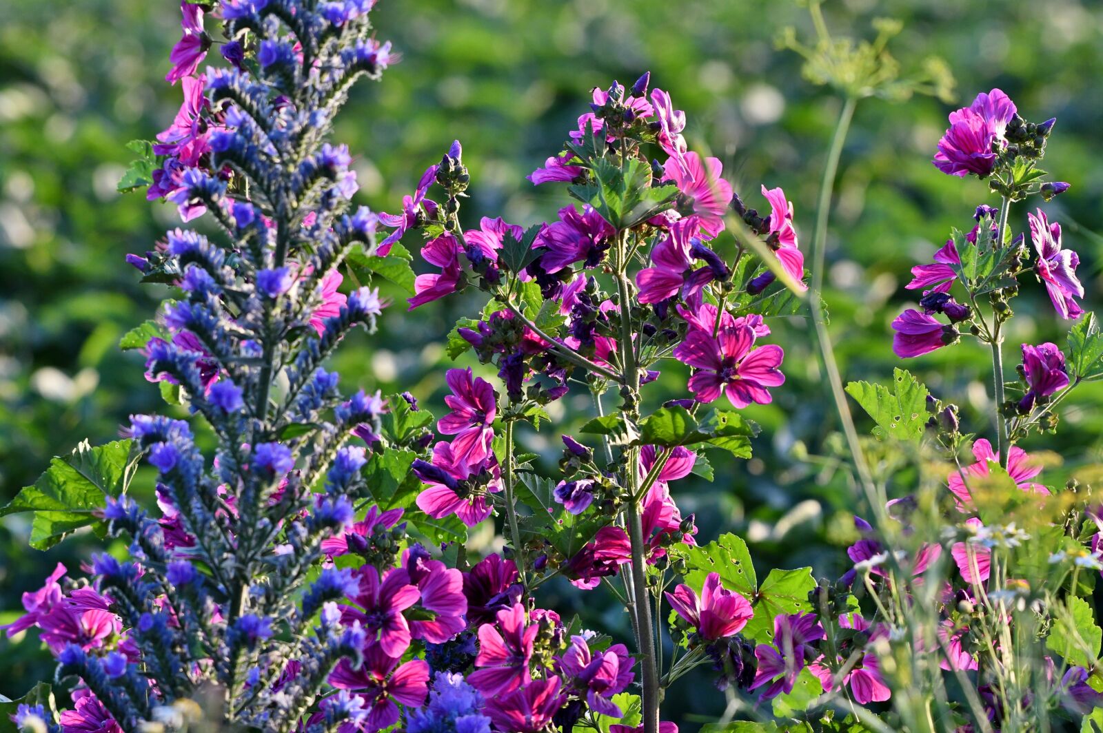 Nikon D500 sample photo. Summer flowers, flowers, field photography