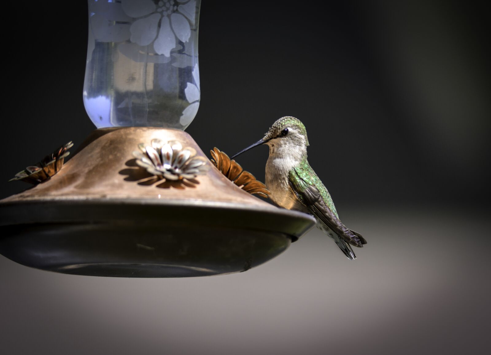 Nikon D5200 sample photo. Hummingbird, feeder, spring photography