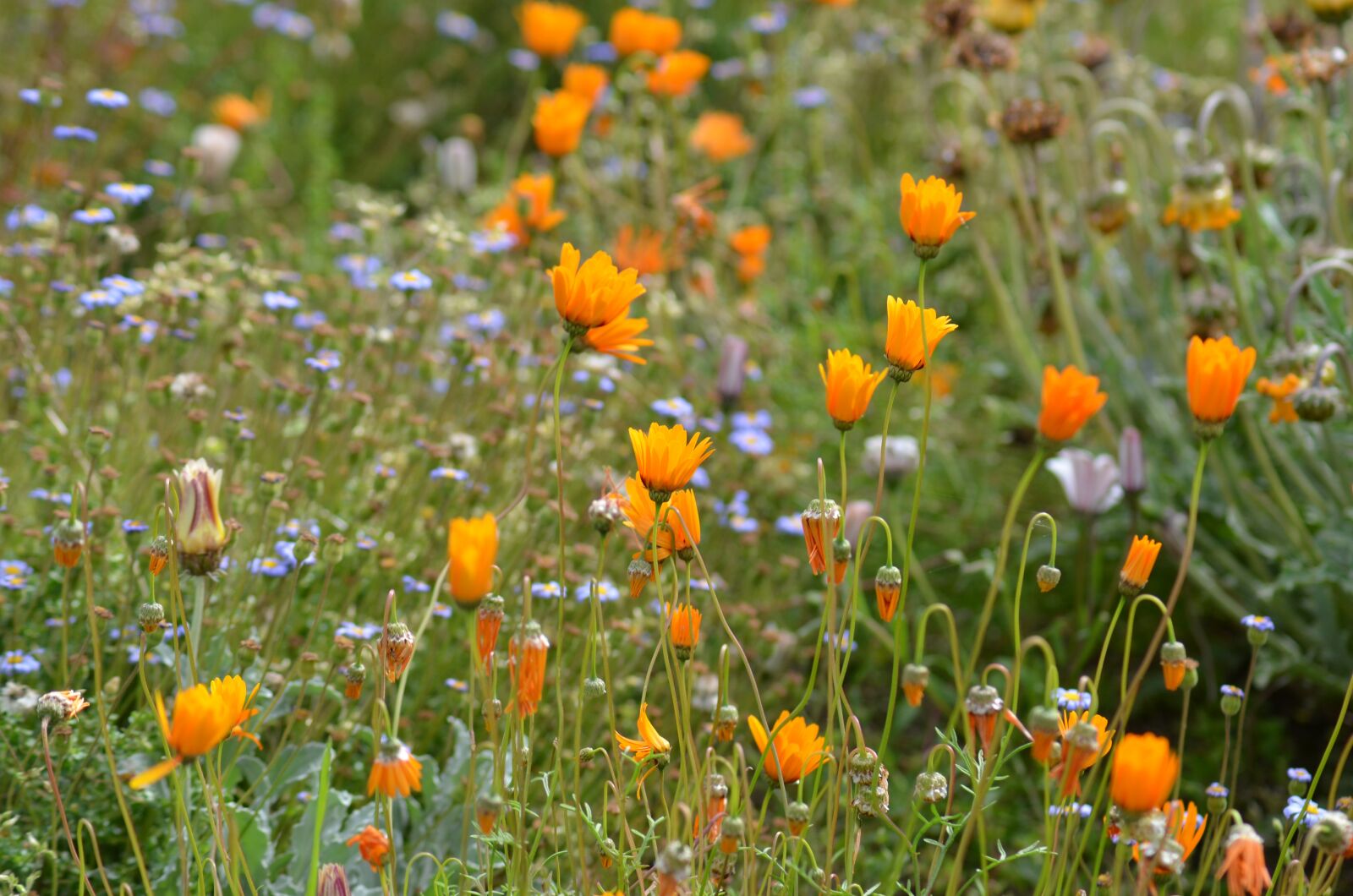 Nikon D5100 sample photo. Flower meadow, orange, flowers photography