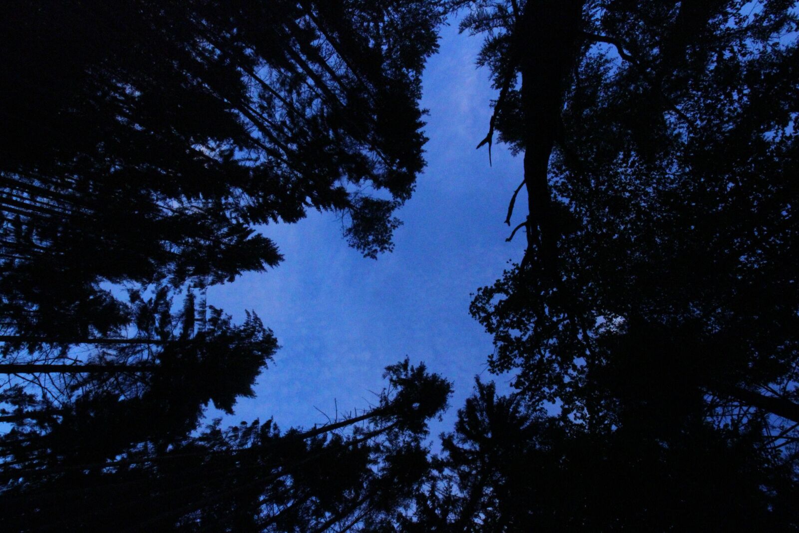 Canon EOS 1300D (EOS Rebel T6 / EOS Kiss X80) sample photo. Forest, glade, sky photography