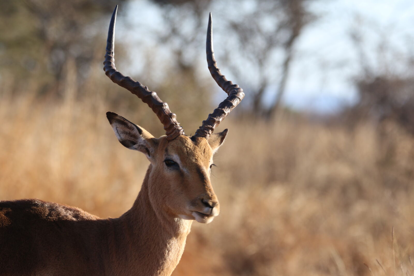 Canon EOS 7D Mark II sample photo. Animal, animal, photography, antelope photography