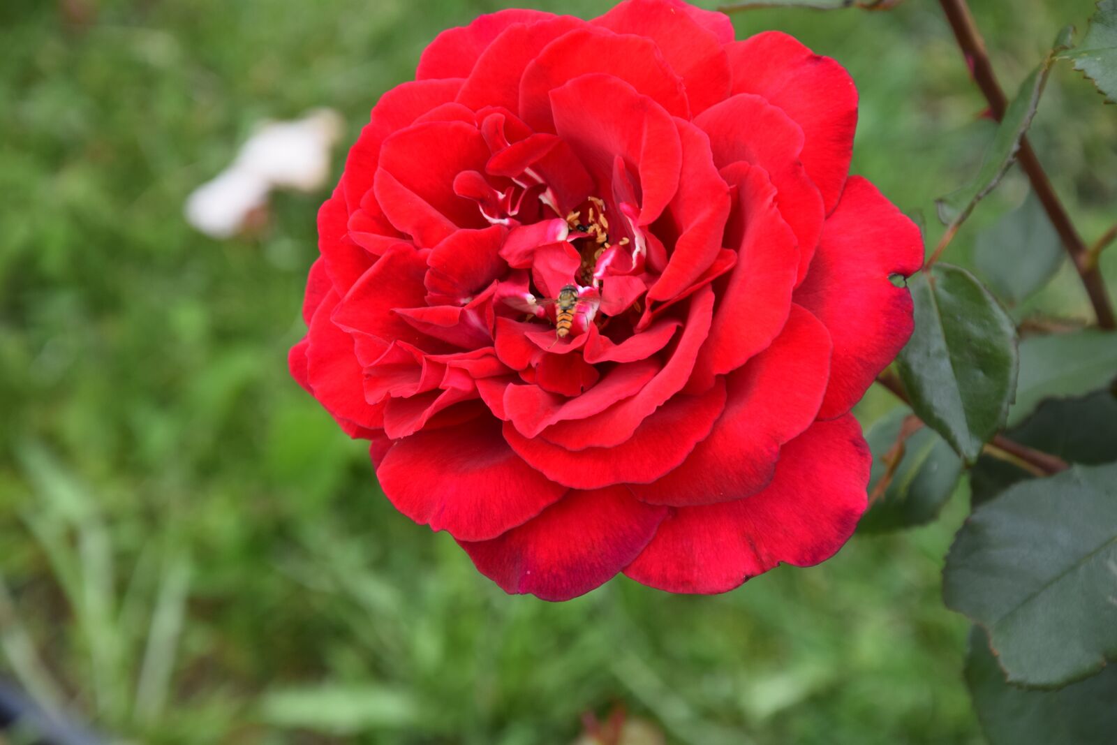 Nikon D5300 sample photo. Red rose, flowers, pink photography