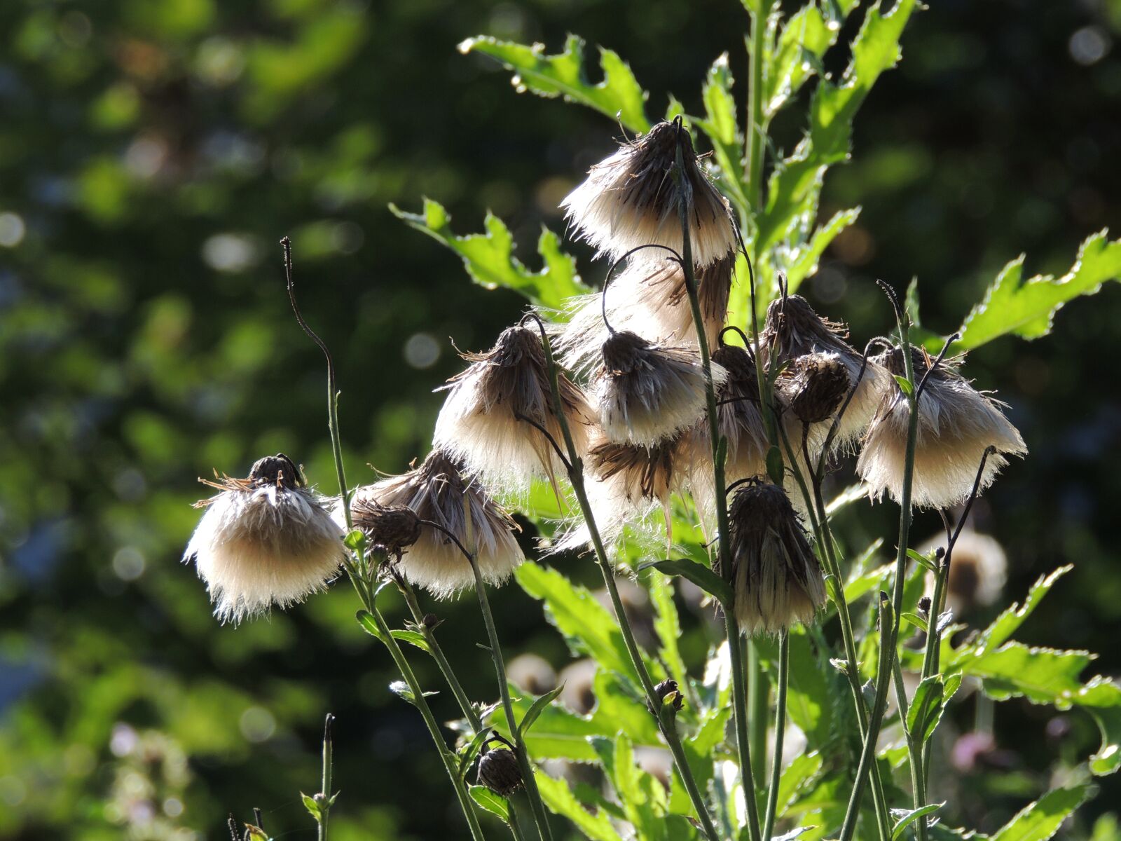 Nikon Coolpix P510 sample photo. Thistle, seeds, thistle seed photography