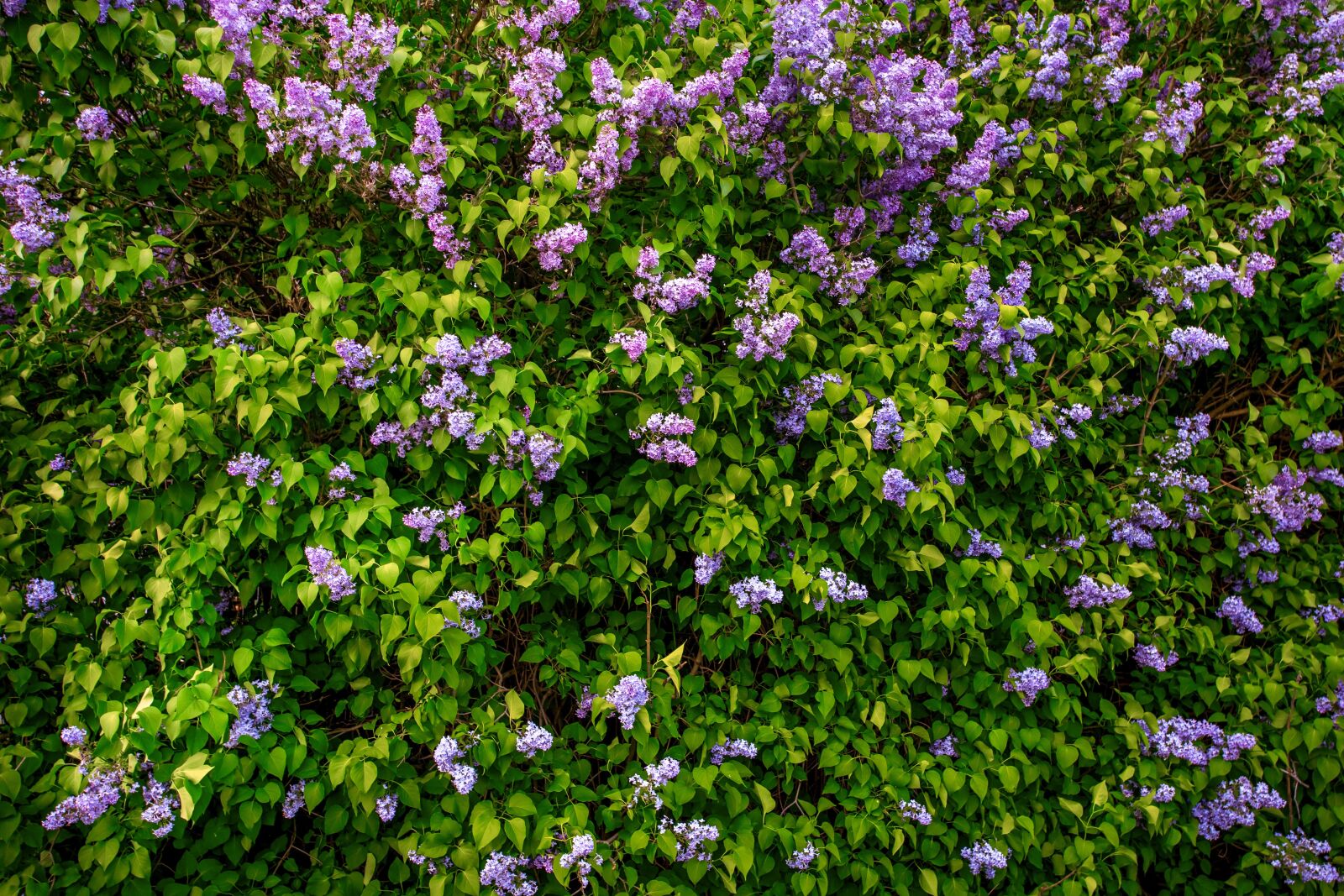 Canon EOS 6D + Canon EF 17-40mm F4L USM sample photo. Without, flower, pattern photography