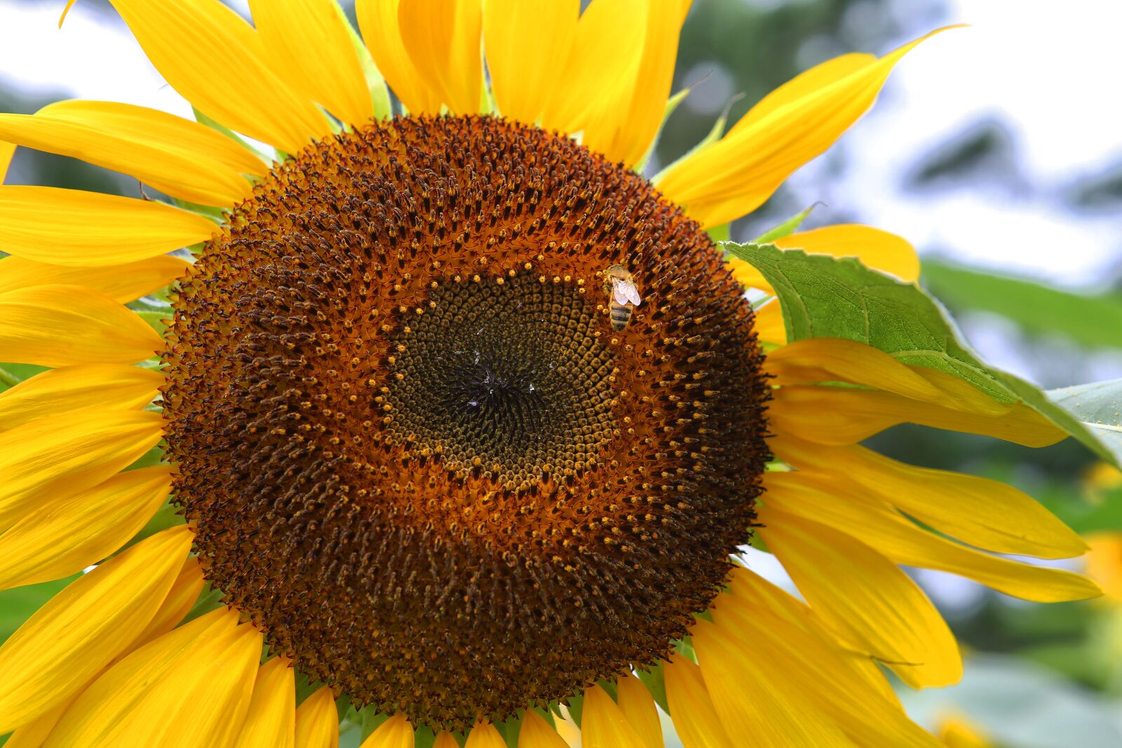 Canon EOS 5D Mark III sample photo. Sunflower, bee, flowers photography