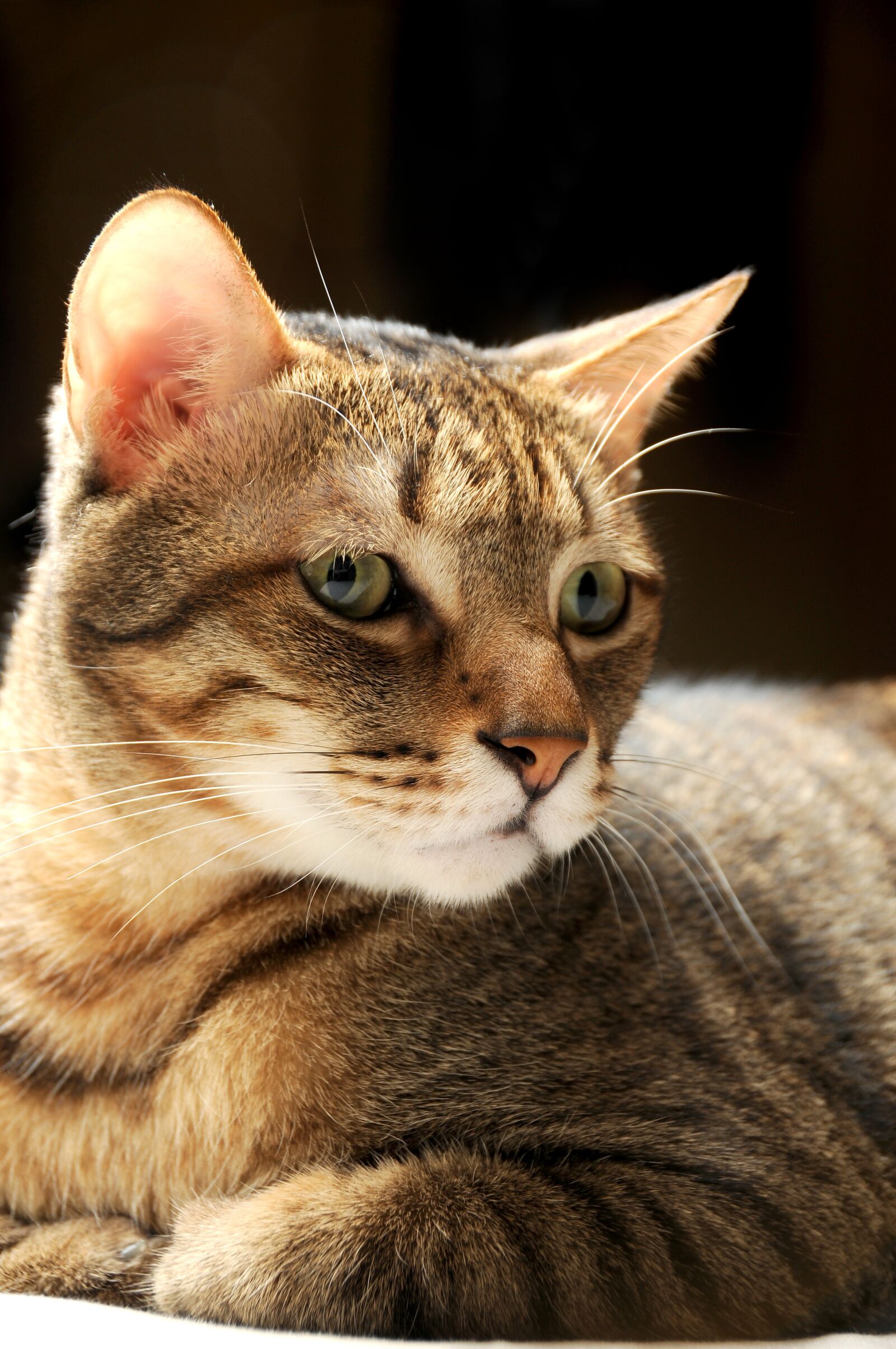 Nikon D300S sample photo. Cat, pet, cat mia photography