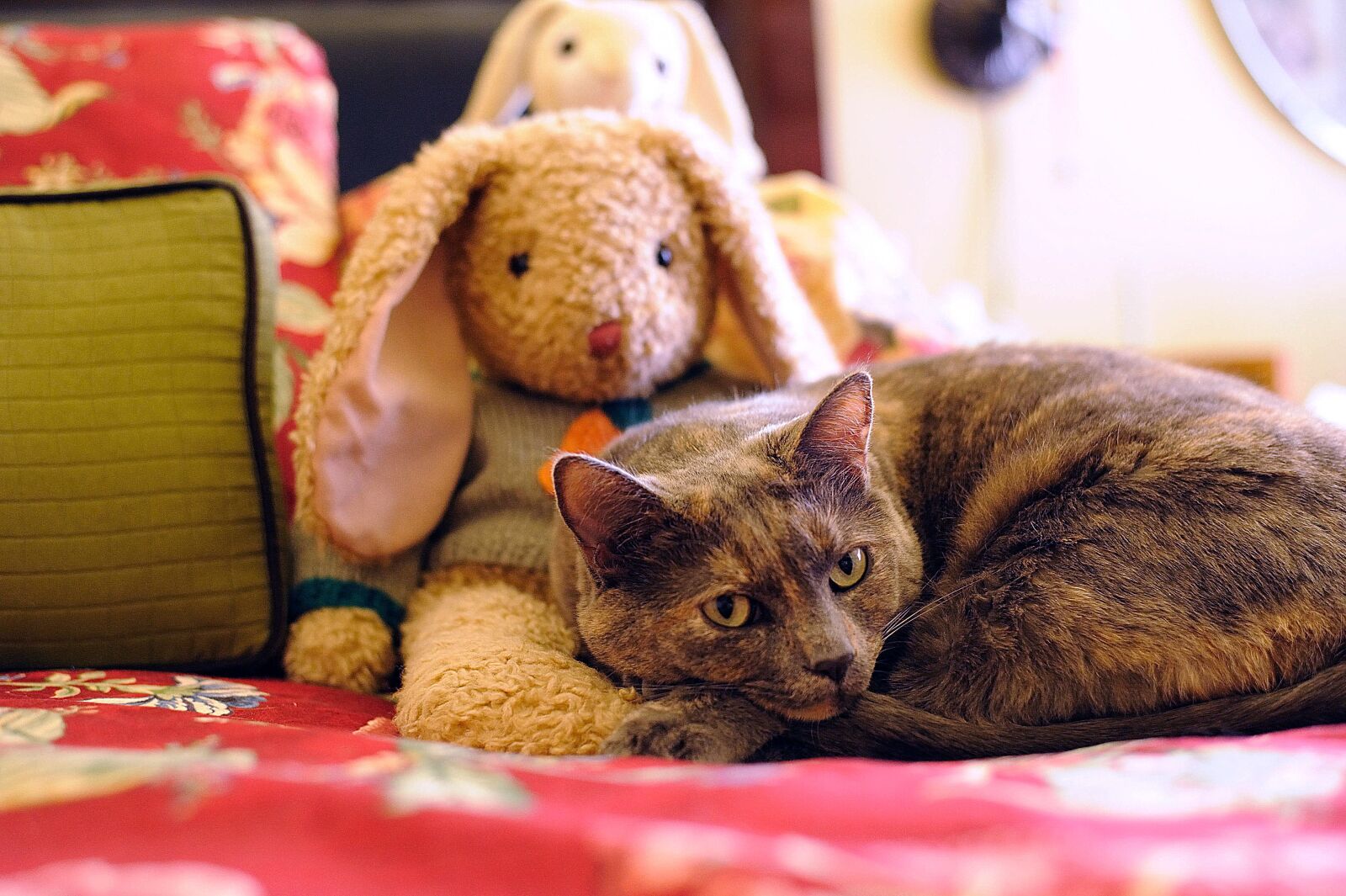 Nikon D700 sample photo. Cat, animal, pet photography