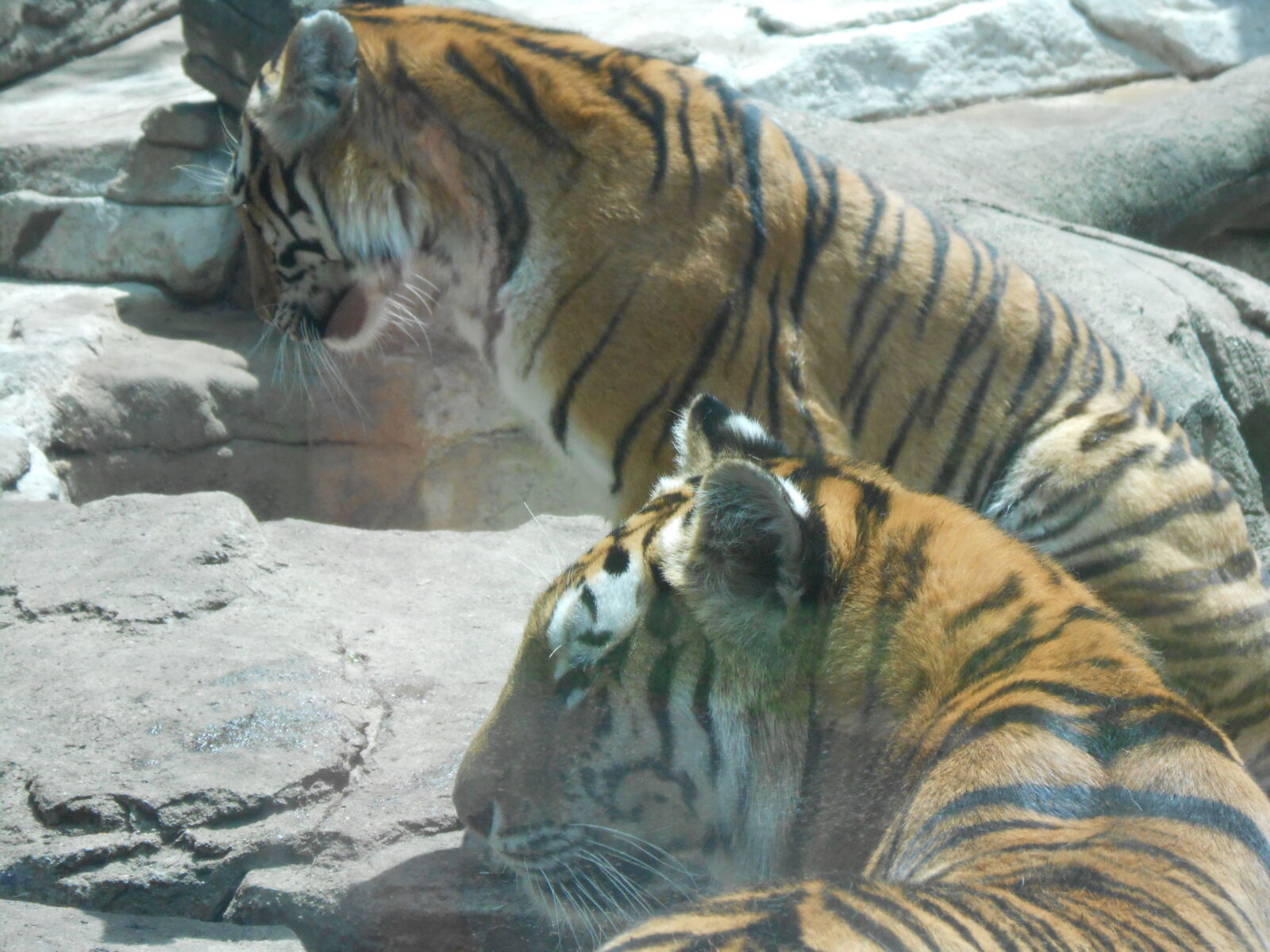 Nikon Coolpix S4300 sample photo. Siberian, tigers photography