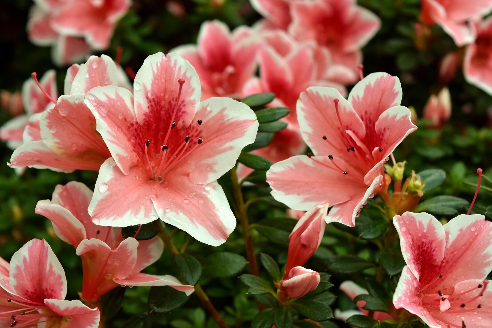 Nikon D7200 sample photo. Flower, spring flower, pink photography