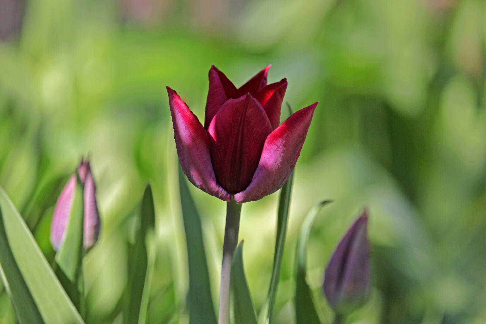 Canon EOS 700D (EOS Rebel T5i / EOS Kiss X7i) sample photo. Tulips, spring, garden photography