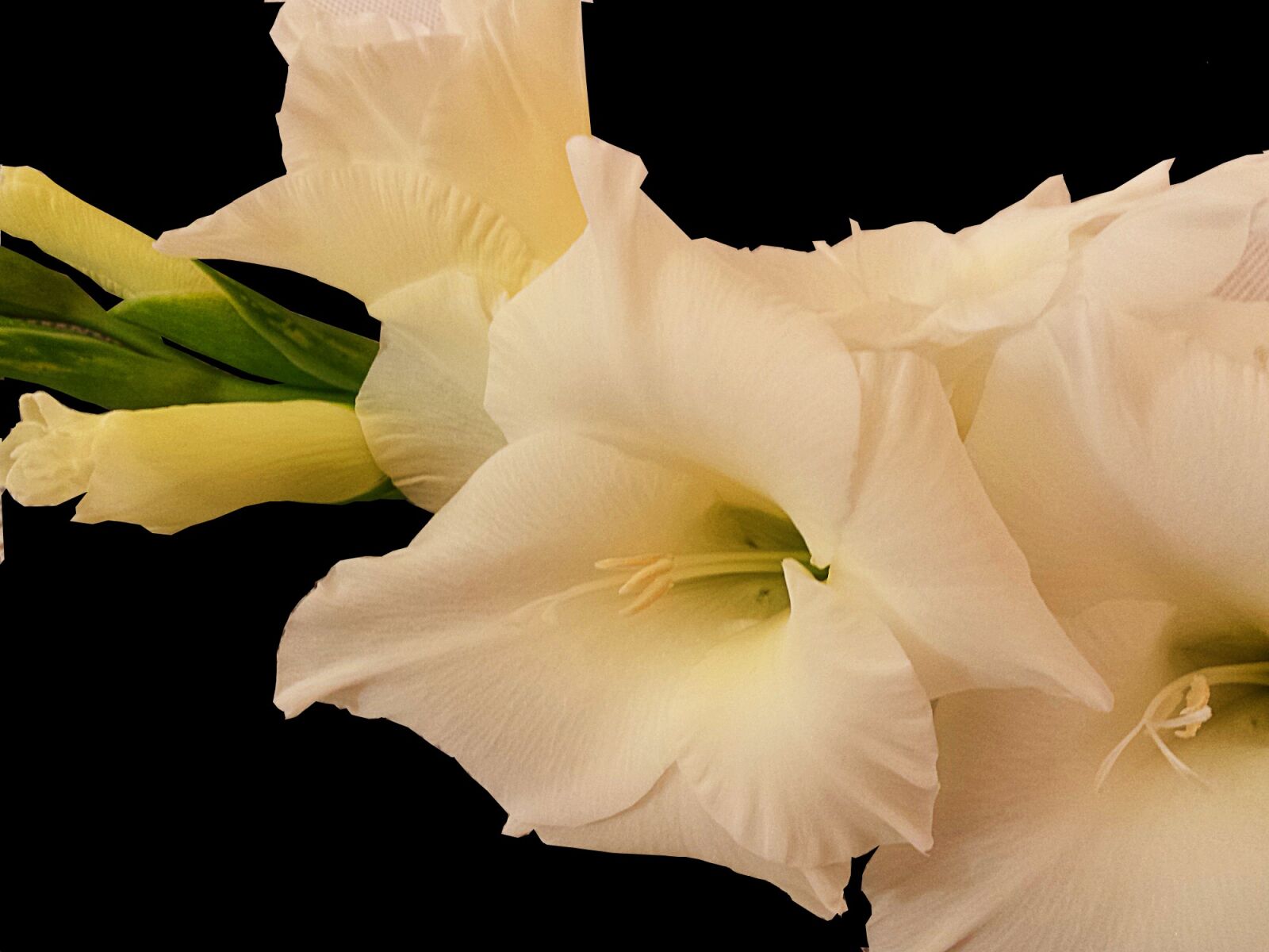 Samsung Galaxy S4 sample photo. Gladiolus, white, summer photography