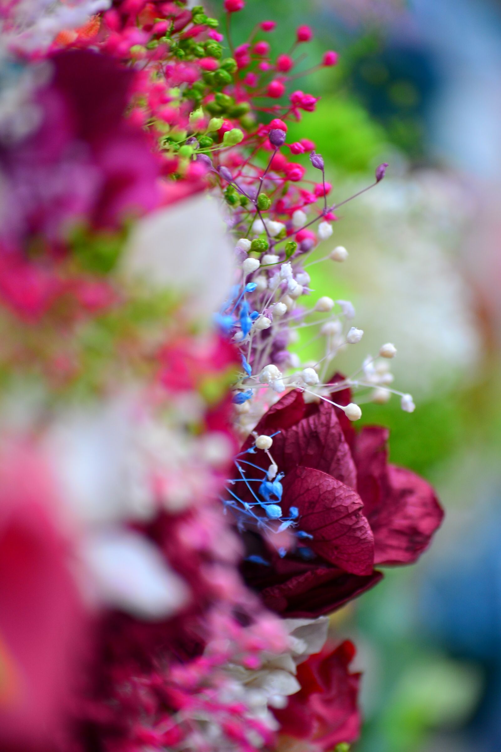 Nikon D3100 sample photo. Flower, color, nature photography