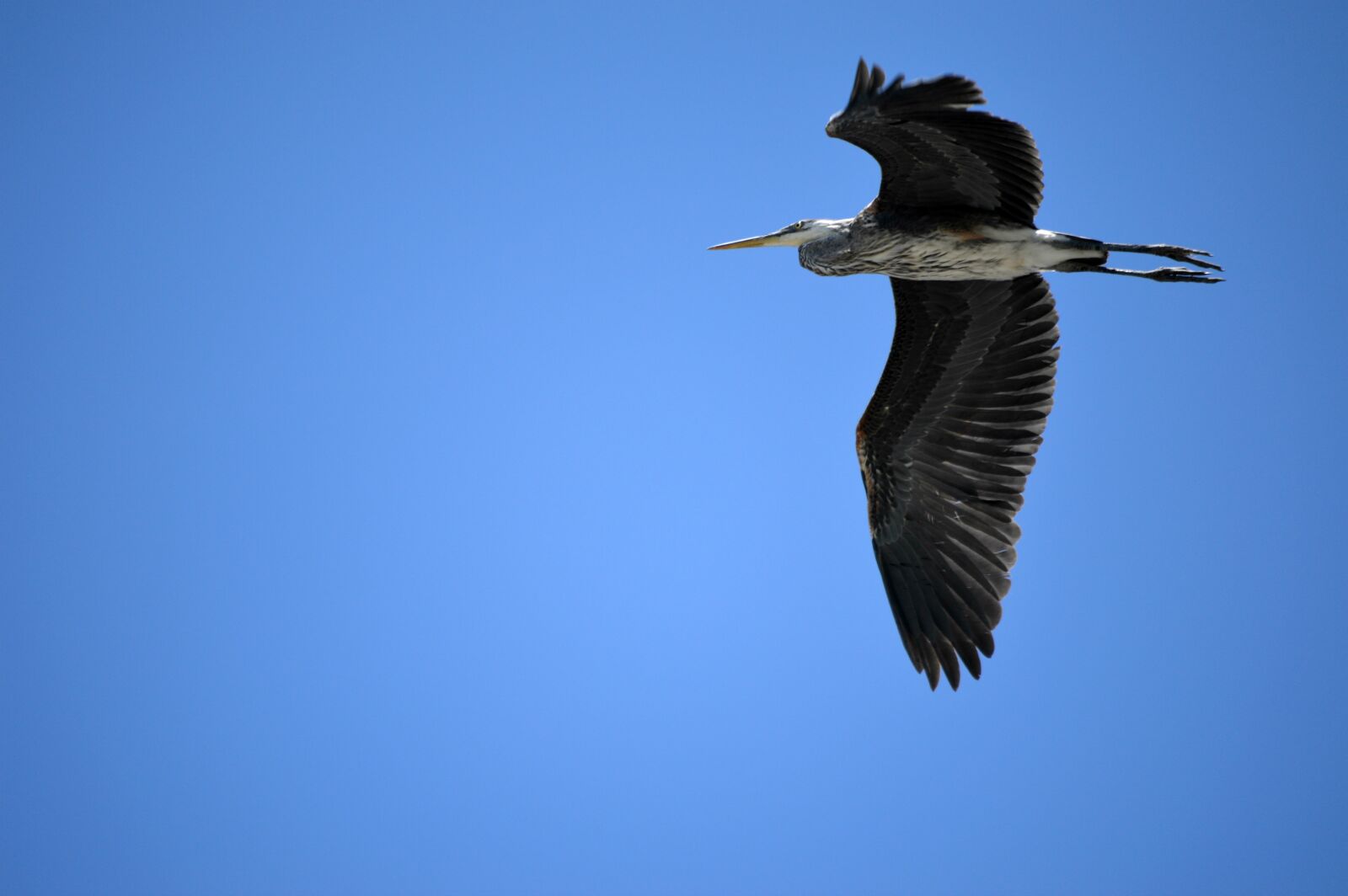 Nikon D3200 sample photo. Bird, great heron, flying photography