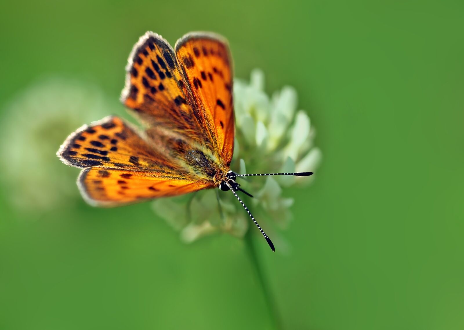 Olympus E-30 sample photo. Ducat butterfly, common blue photography