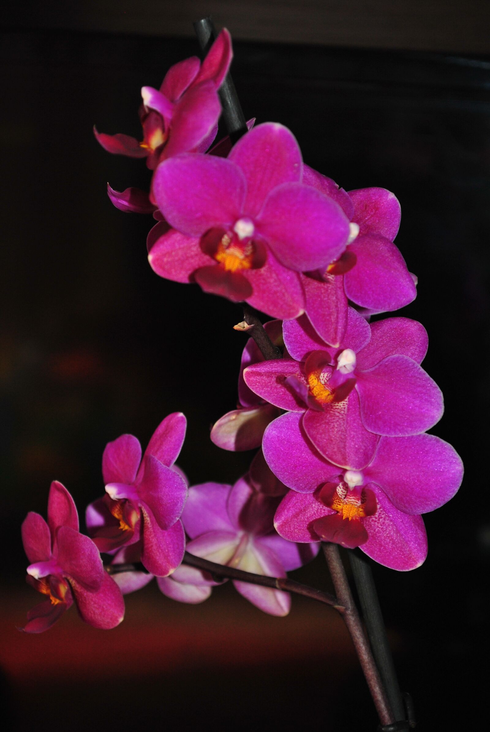 Nikon D3000 sample photo. Flower, orchid, purple photography