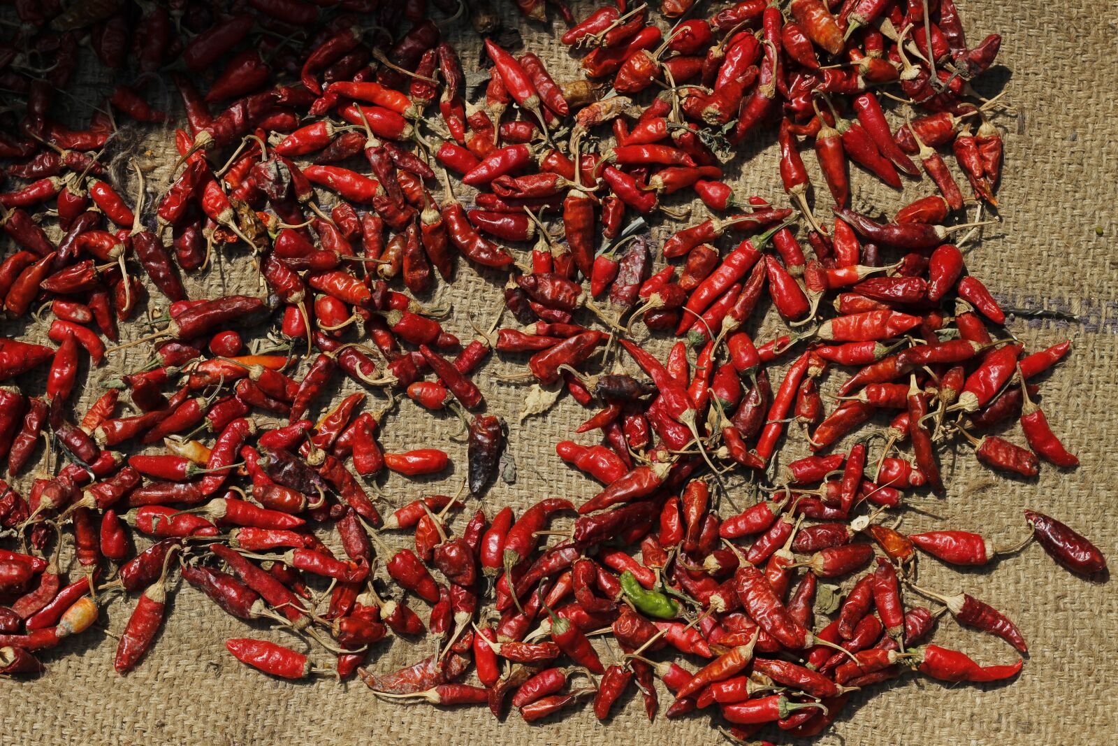 Canon EOS 600D (Rebel EOS T3i / EOS Kiss X5) + Canon EF 50mm F1.8 STM sample photo. Red, chilli, spices photography