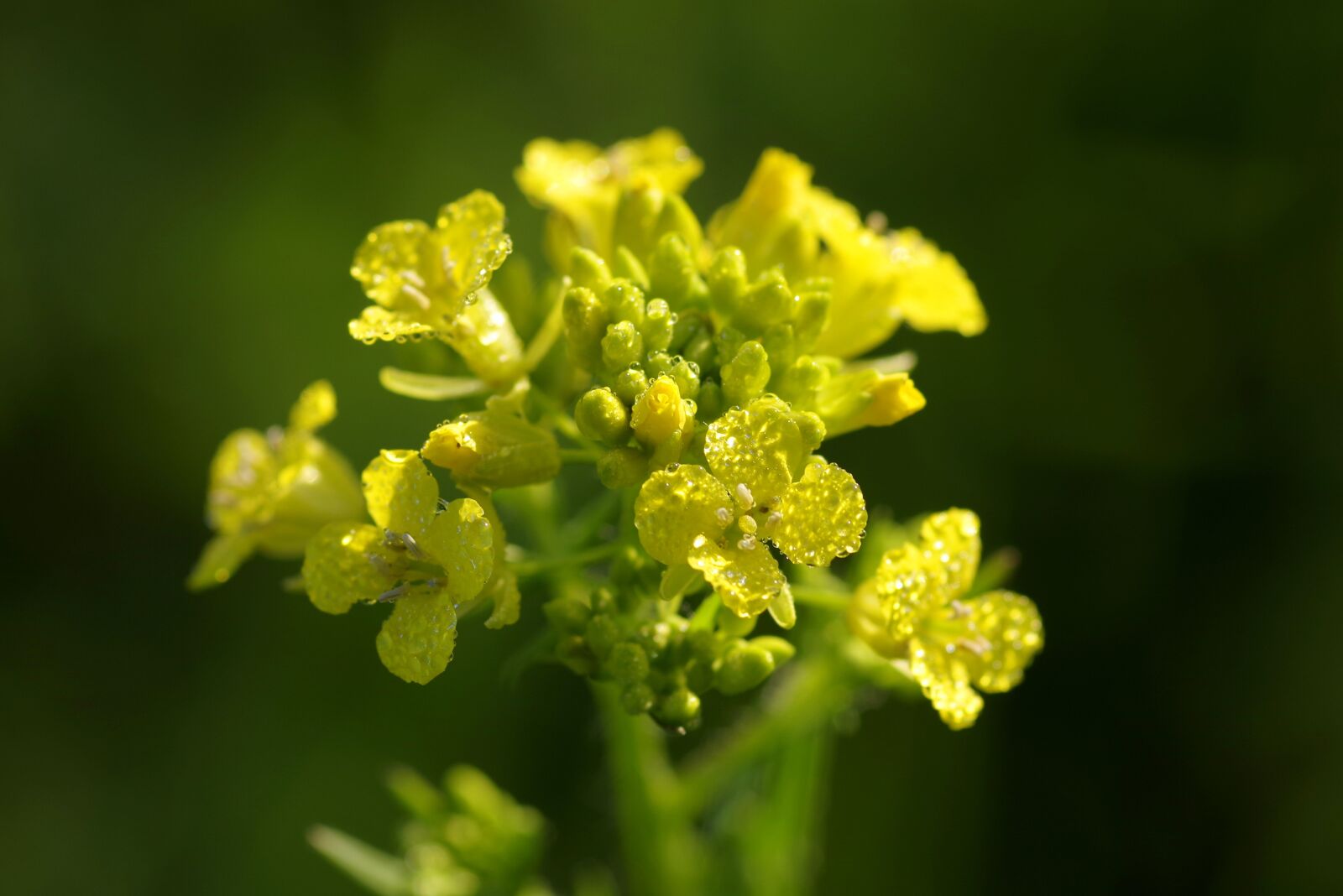 Pentax K-S2 sample photo. Rapeseed, flower, yellow photography