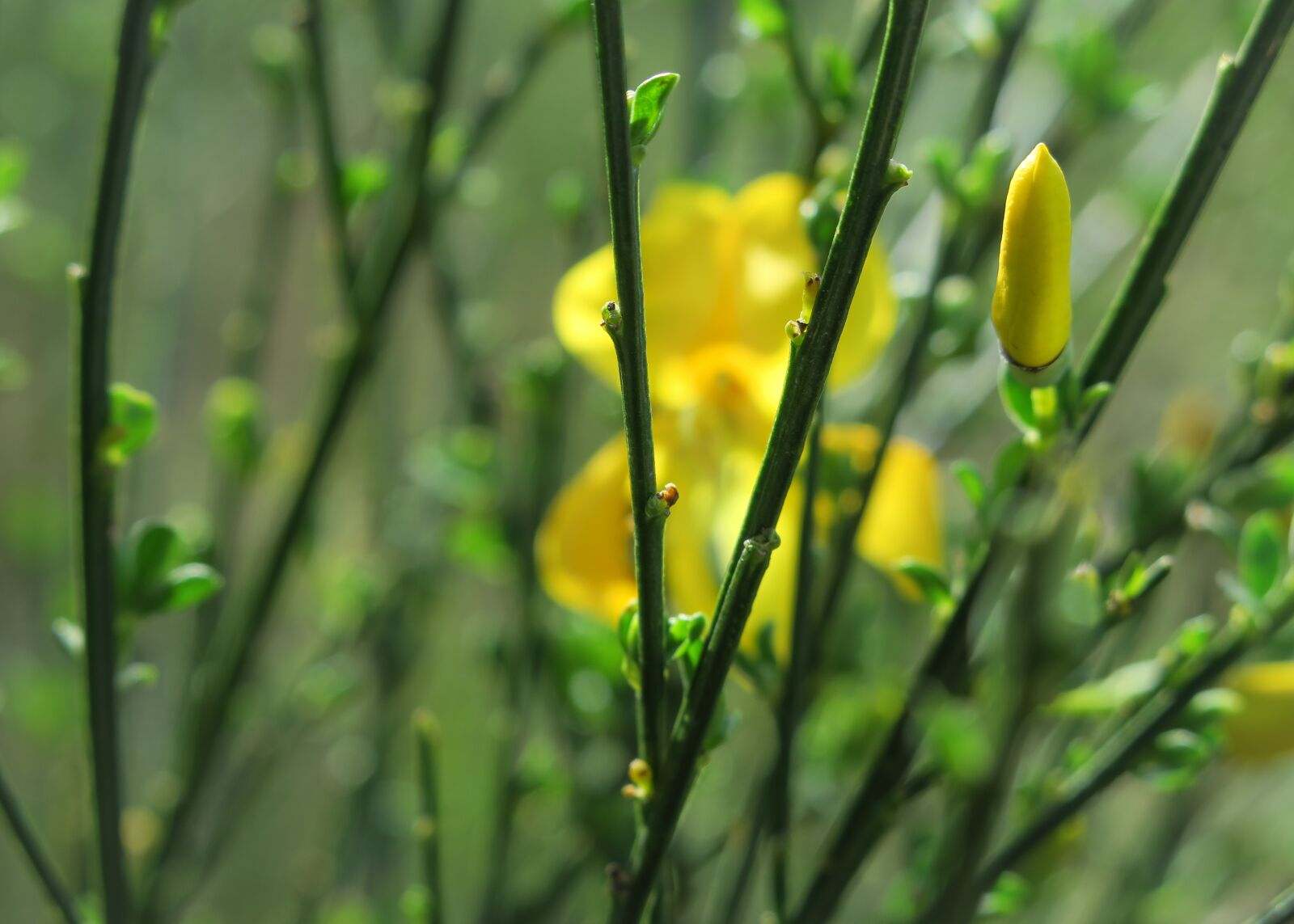 Canon PowerShot G3 X sample photo. Broom, gorse blossom, broom photography