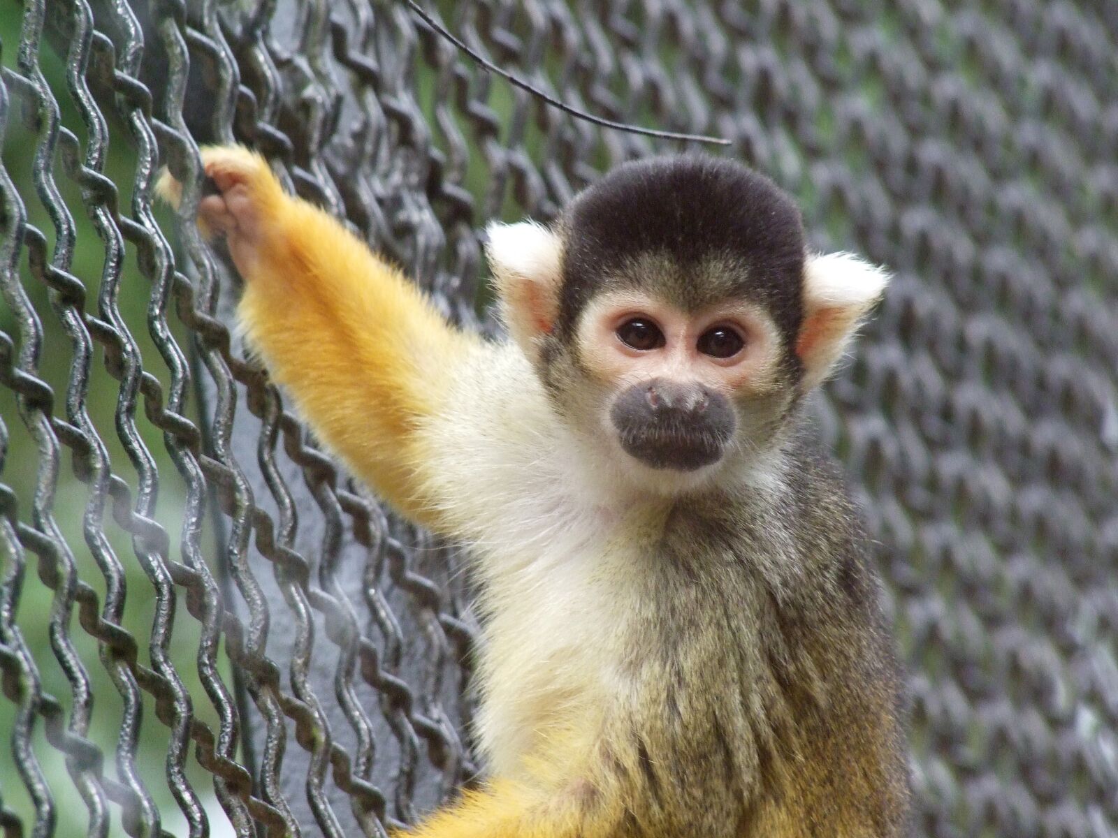 Fujifilm FinePix S100fs sample photo. Monkey, inch, is watching photography