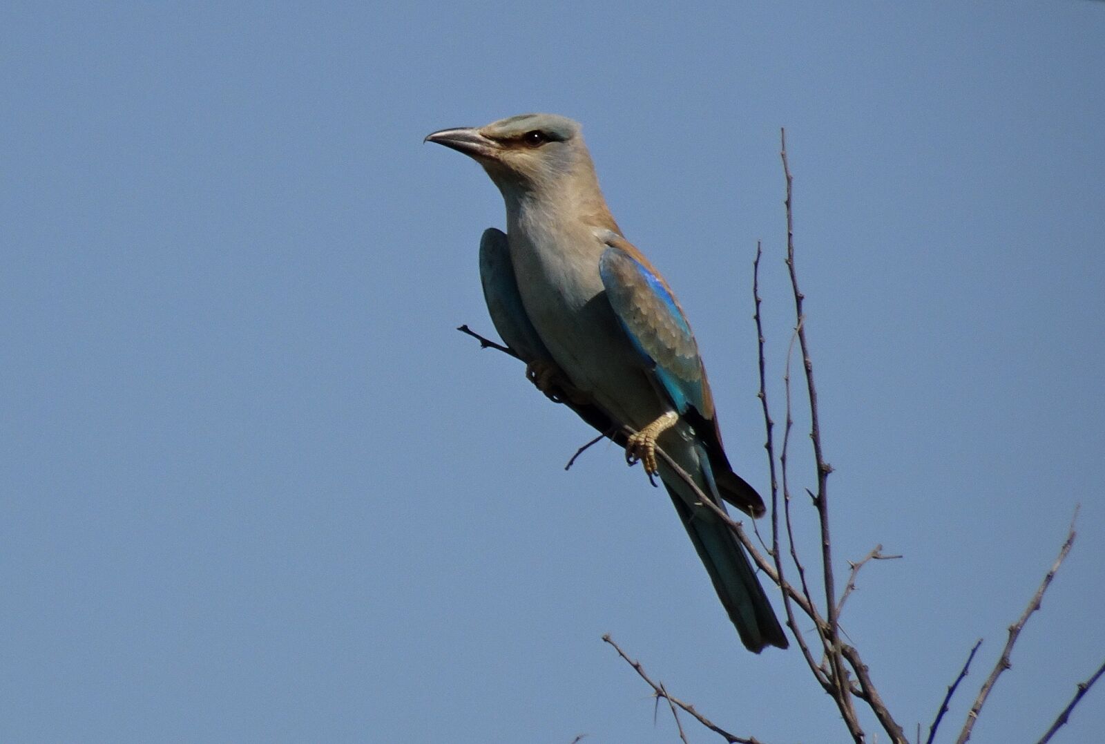 Sony Cyber-shot DSC-HX90V sample photo. Roller, bird, european roller photography
