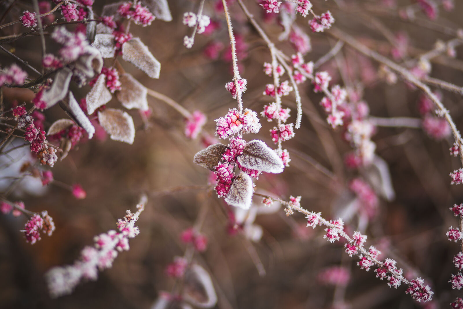 Canon EF 85mm F1.8 USM sample photo. Nature, branch, frozen, raspberries photography