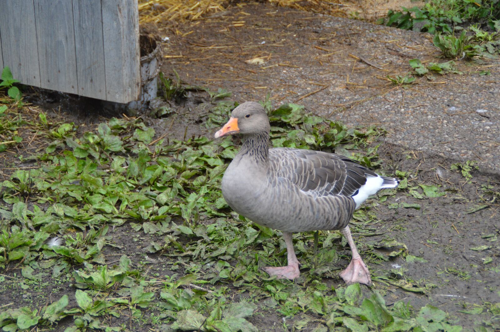 Nikon D3200 sample photo. Goose, farm, domestic goose photography
